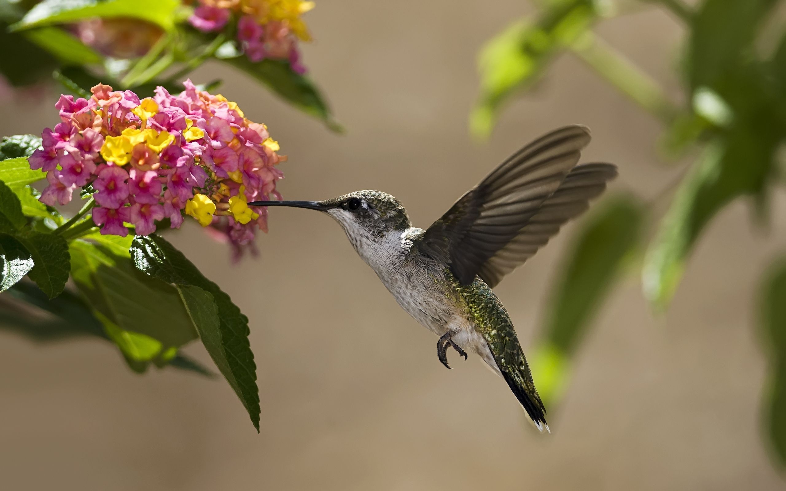 Hummingbird, Elegance in motion, Nature's jewel, Tiny wonder, 2560x1600 HD Desktop