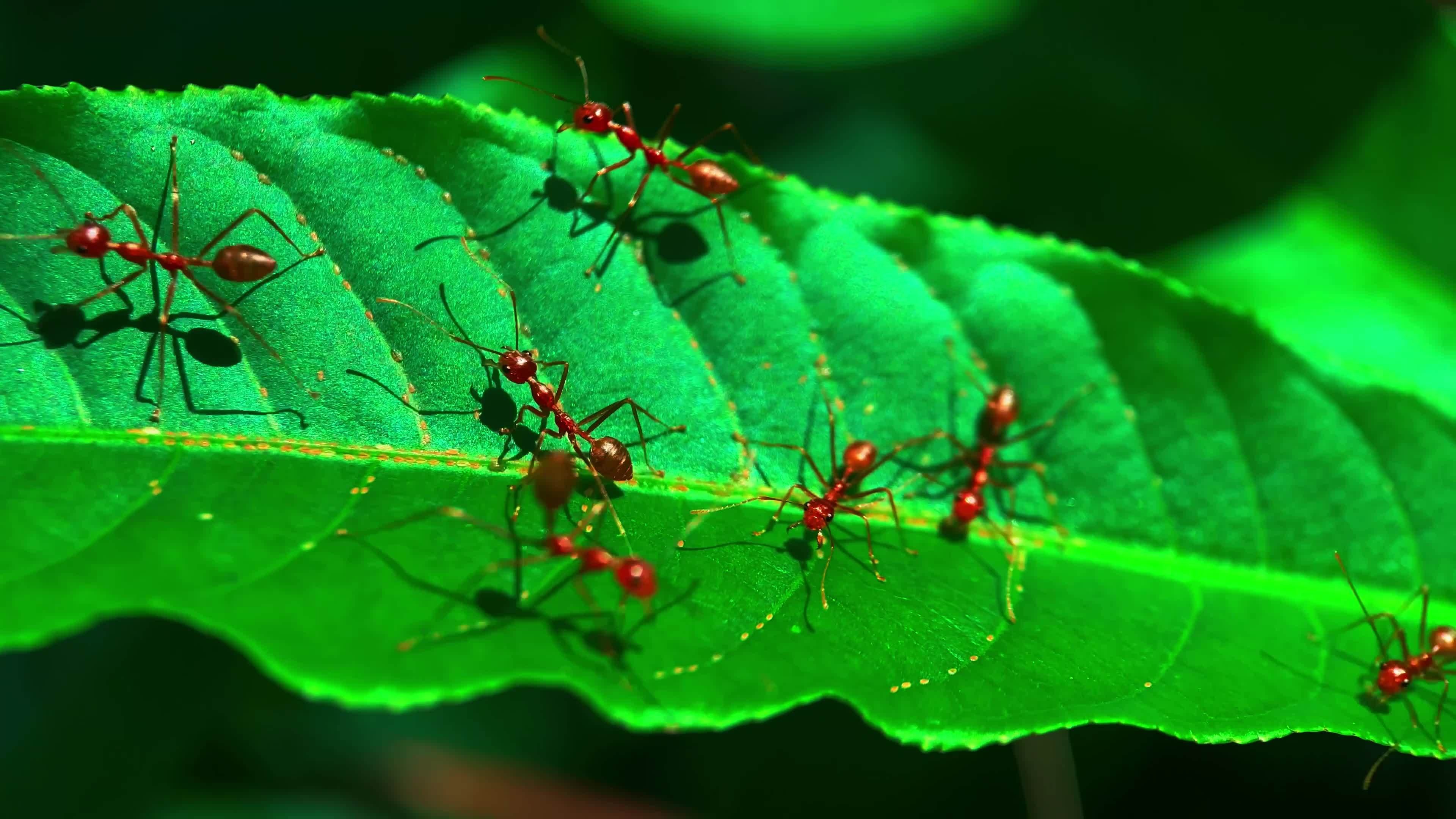 Free ant stock footage, High-quality videos, Fascinating insect world, Unique behavior, 3840x2160 4K Desktop