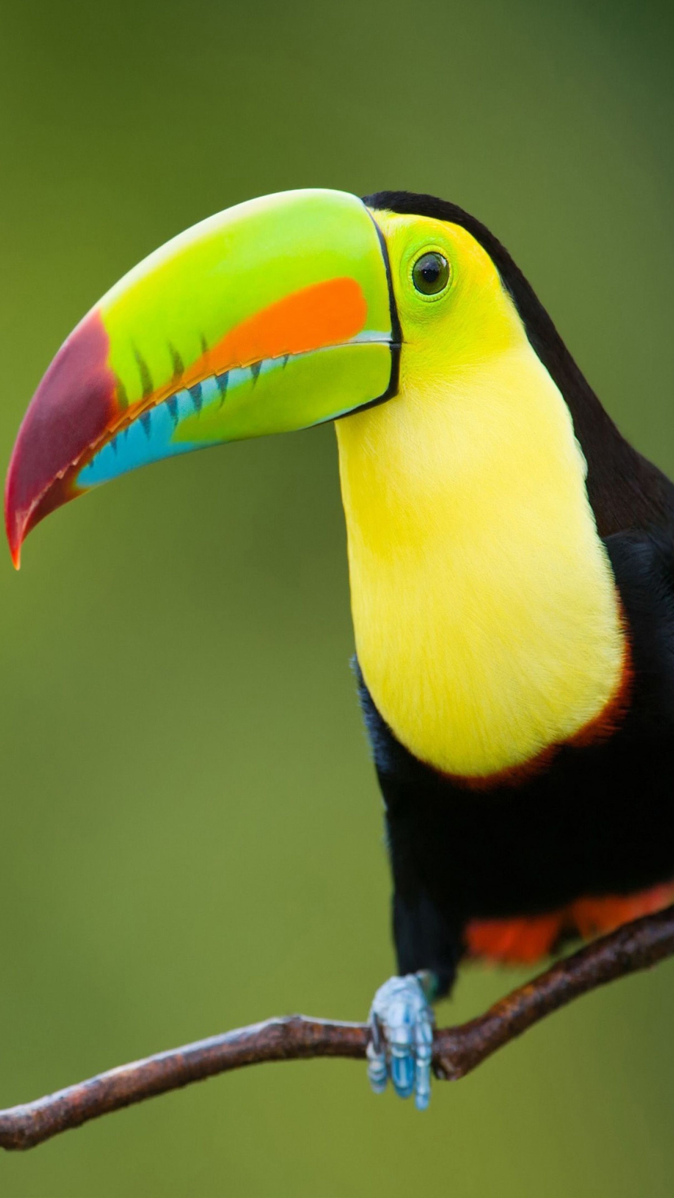 Aesthetic wallpaper, Colourful toucan, Nature photography, Stunning bird, 2160x3840 4K Phone