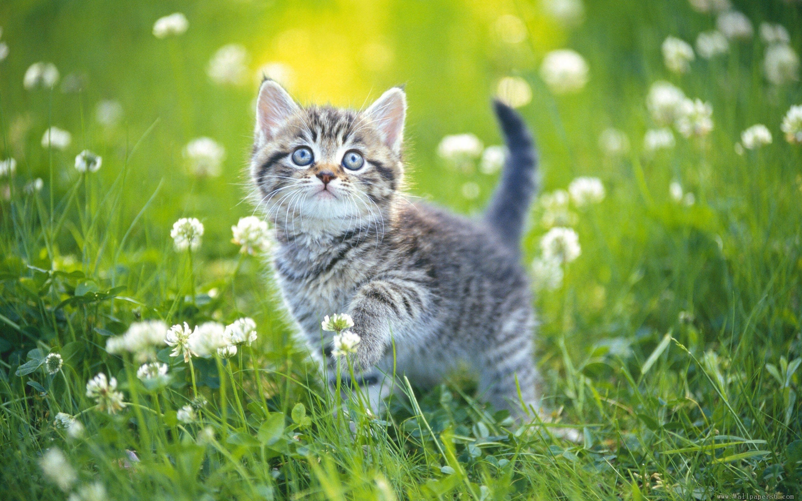 Kitten: Felis catus, A domestic species of small carnivorous mammal. 2560x1600 HD Background.