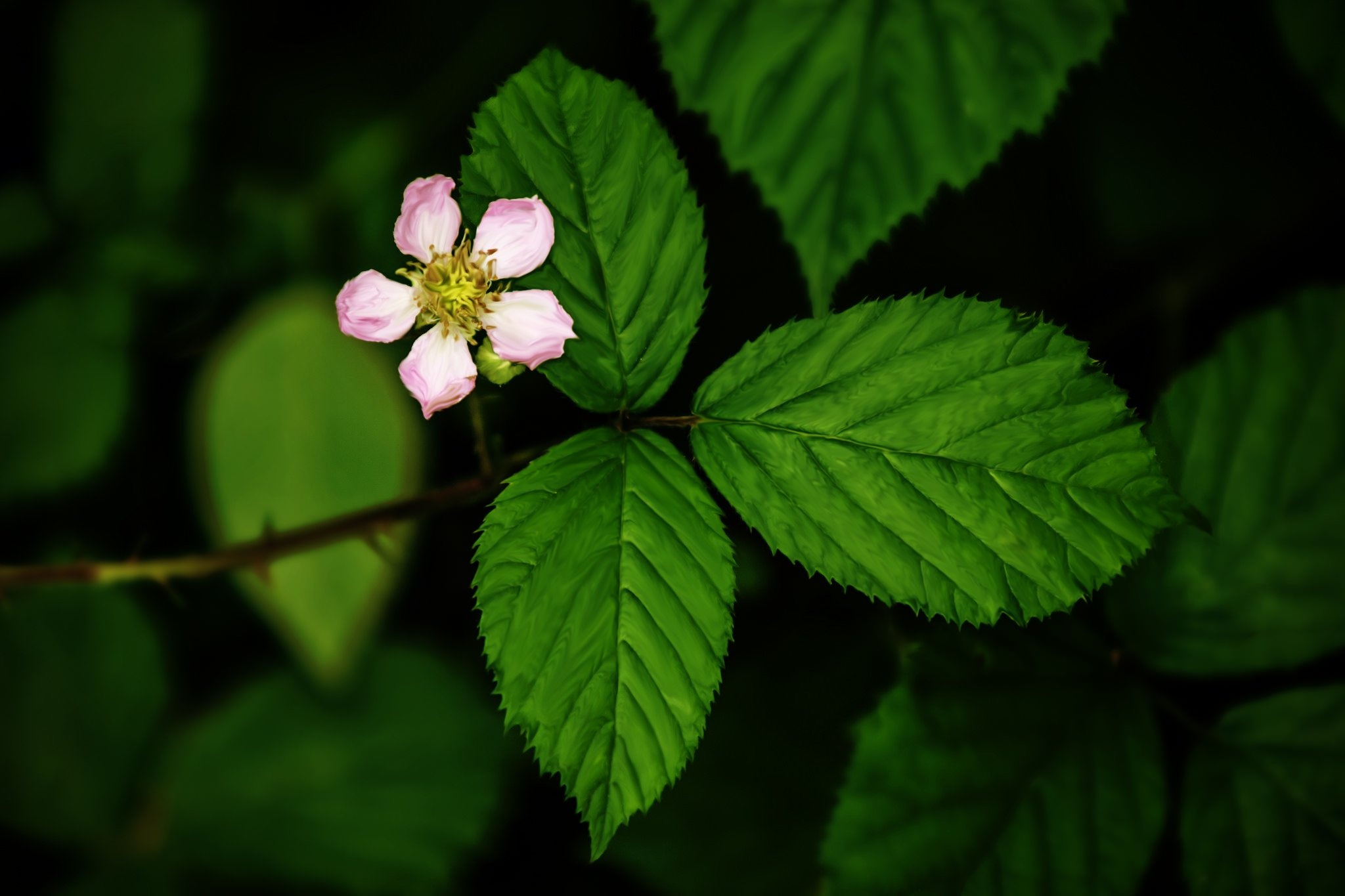 Green Leaf: The blackberry flower, An edible fruit produced by many species in the genus Rubus. 2050x1370 HD Background.
