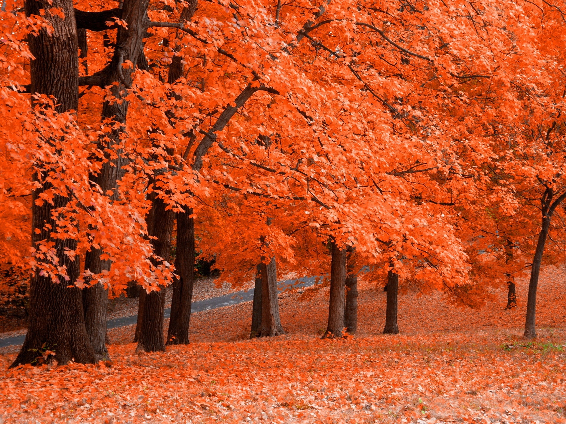 Red maple trees forest, Landscape, Fall, Wallpaper, 1920x1440 HD Desktop