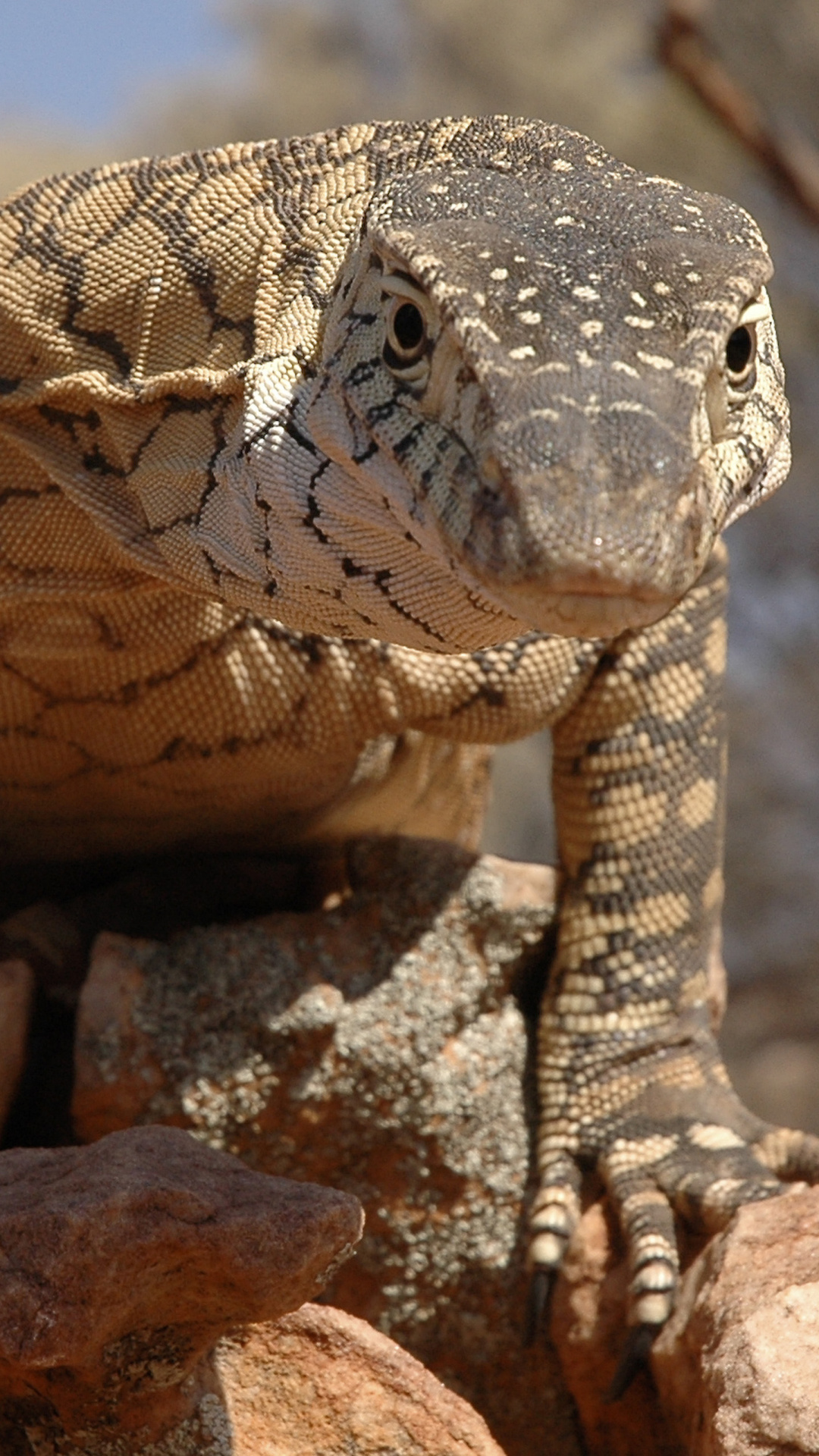 Animal lizard, Reptile kingdom, Camouflage, Wildlife photography, 1080x1920 Full HD Handy