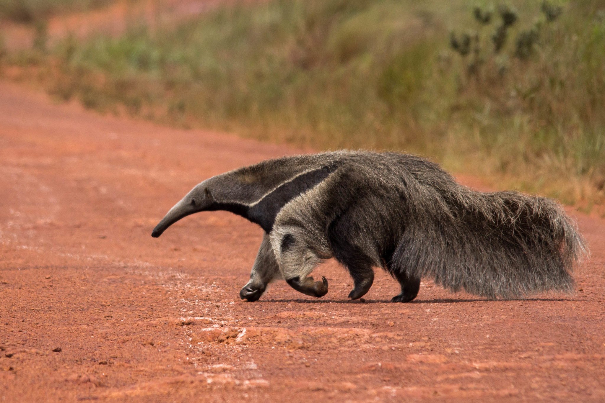 Giant anteater photos, Myrmecophaga tridactyla, Wild animals, iNaturalist, 2050x1370 HD Desktop