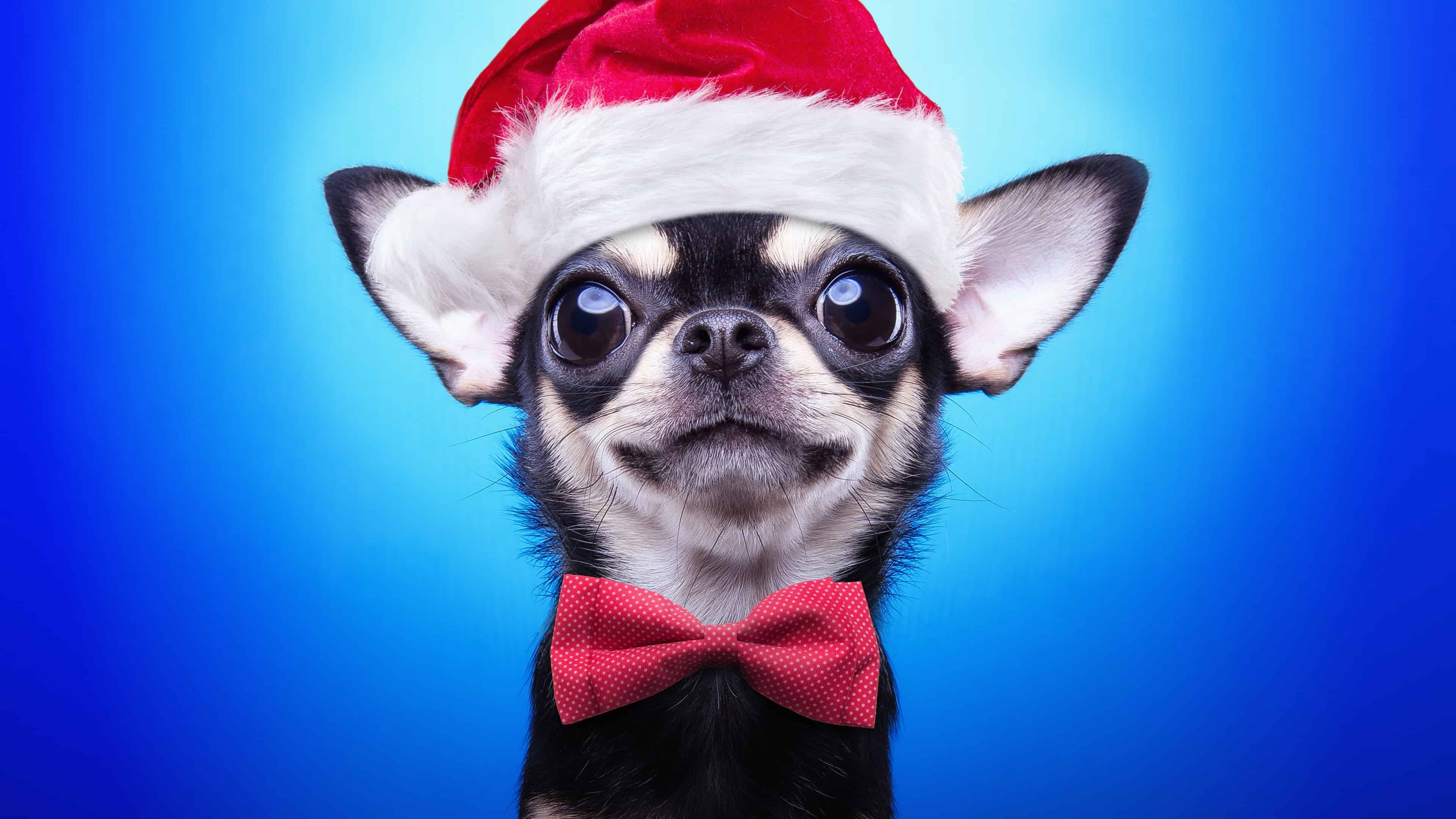 Chihuahua Santa hat, Ultra HD wallpaper, Festive dog, Christmas spirit, 3840x2160 4K Desktop