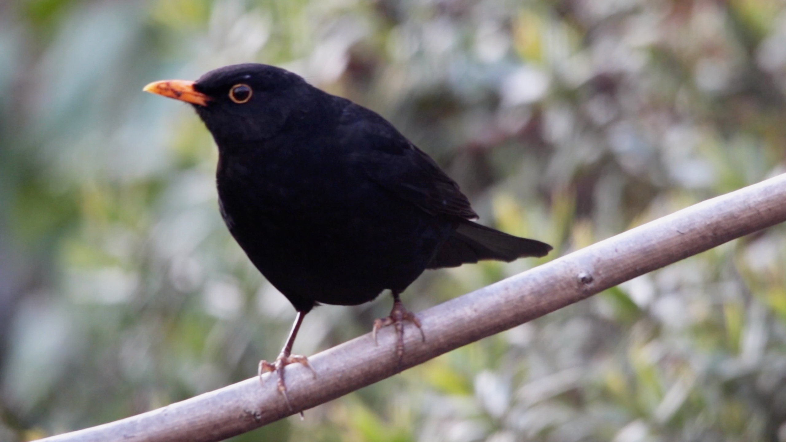 Common Blackbird, UPM forest life, Nature photography, Habitat, 2560x1440 HD Desktop