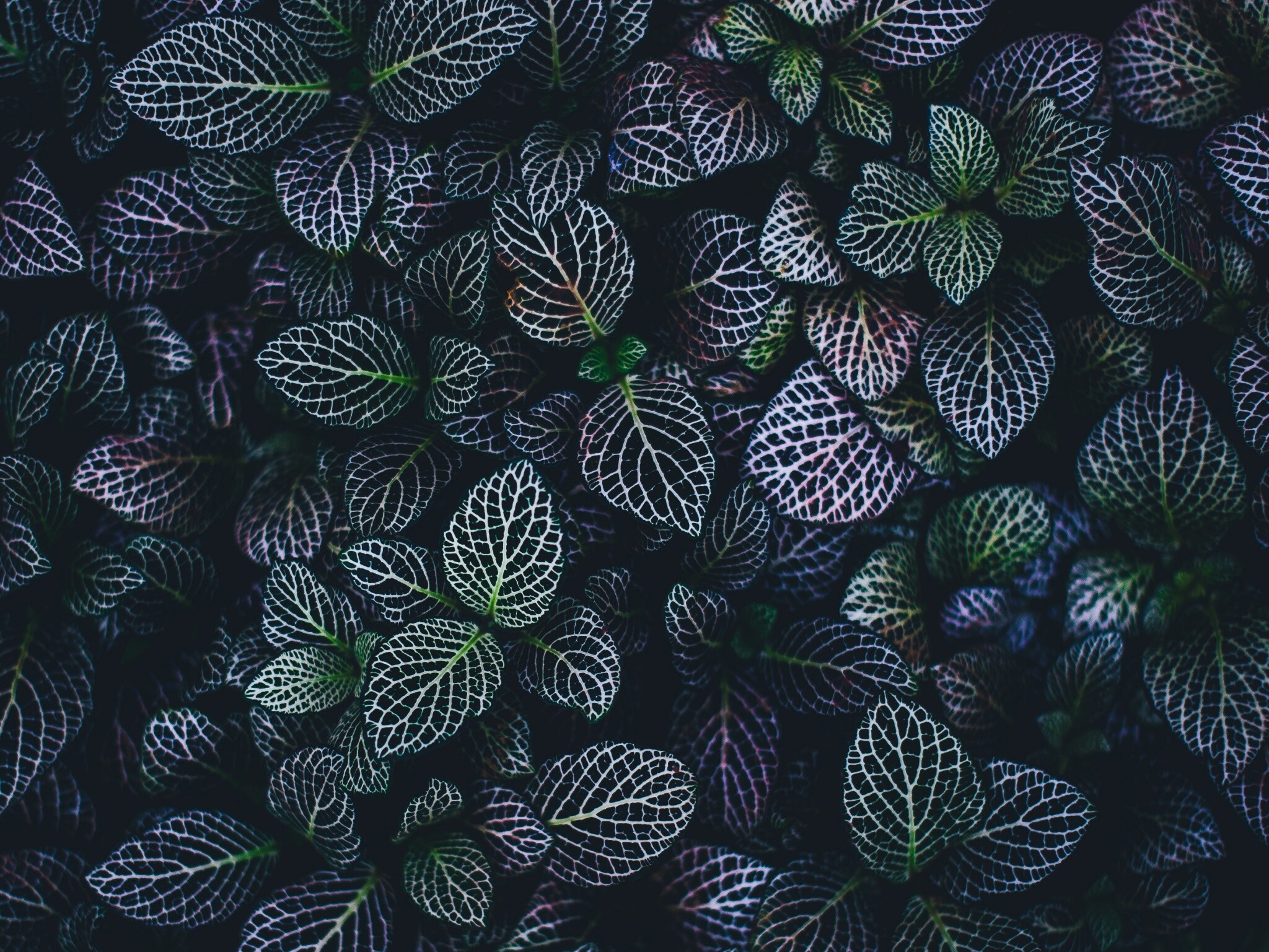 Leaves: Fittonia, A genus of flowering plants, Accented veins of white to deep pink. 2050x1540 HD Wallpaper.
