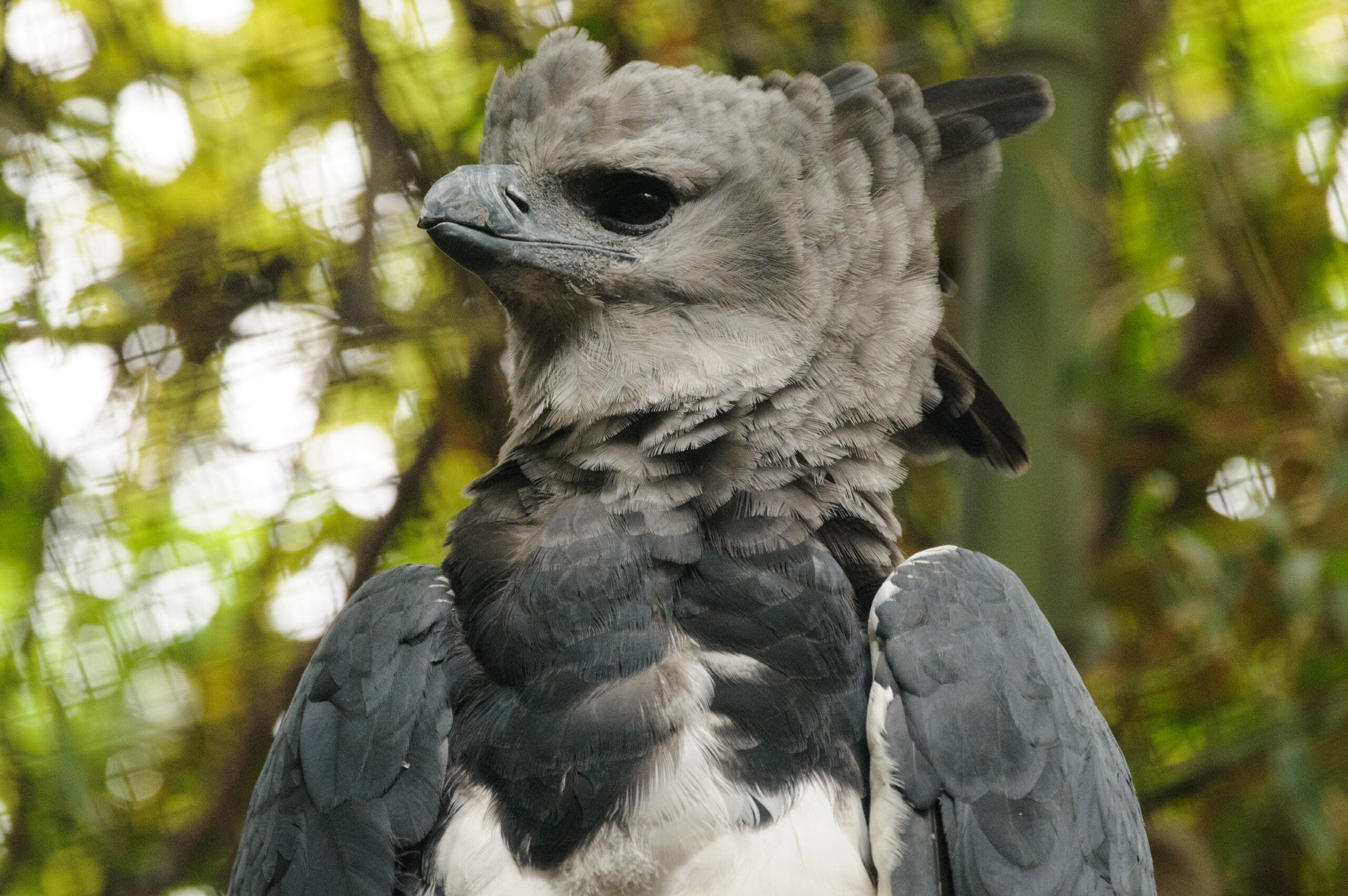 Harpy Eagle, Amazon's largest raptor, Deforestation victim, Food scarcity, 2560x1710 HD Desktop