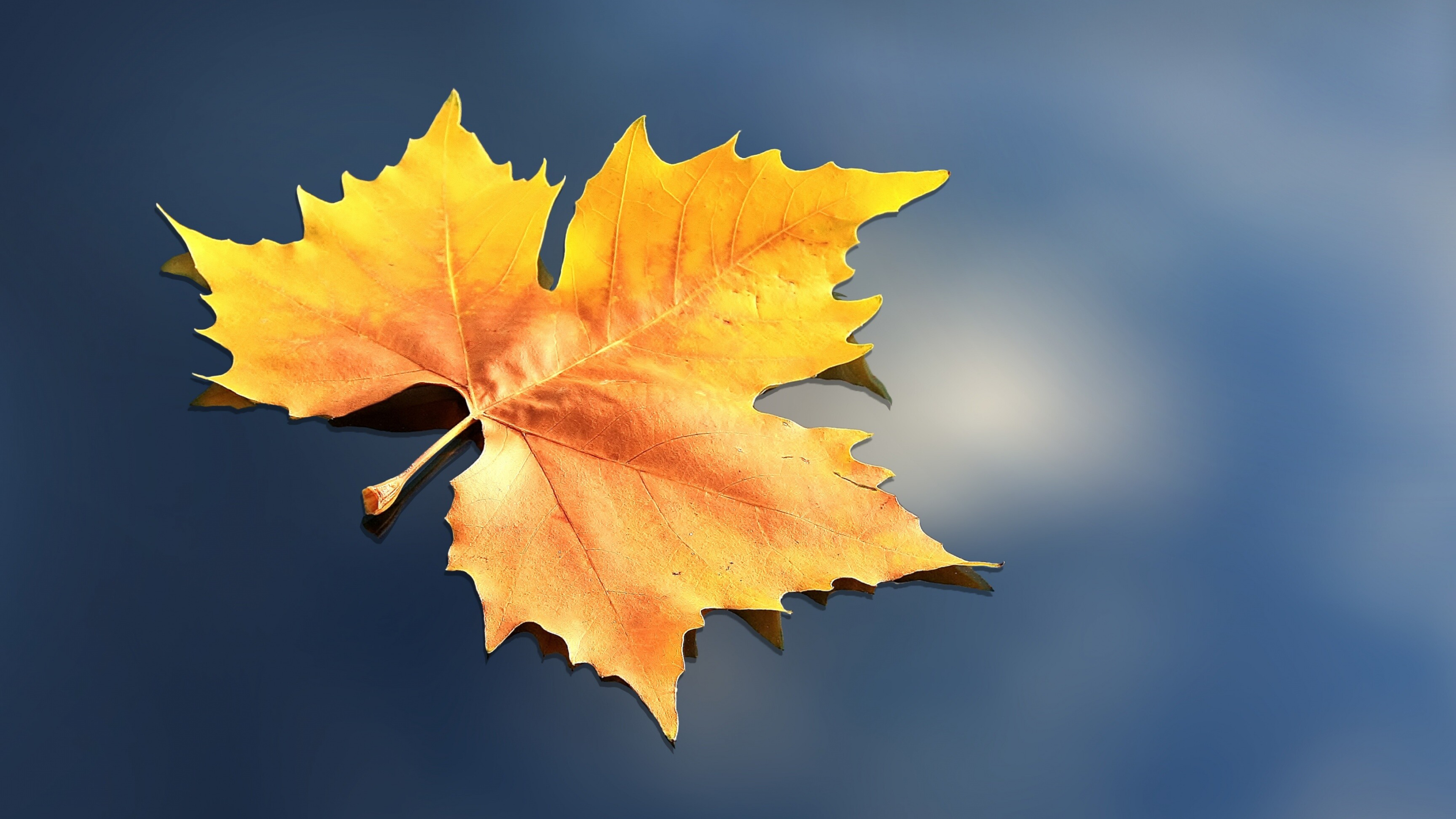 Leaf: Autumn leaves, Maple, Foliage, Plant, Deciduous. 3840x2160 4K Background.
