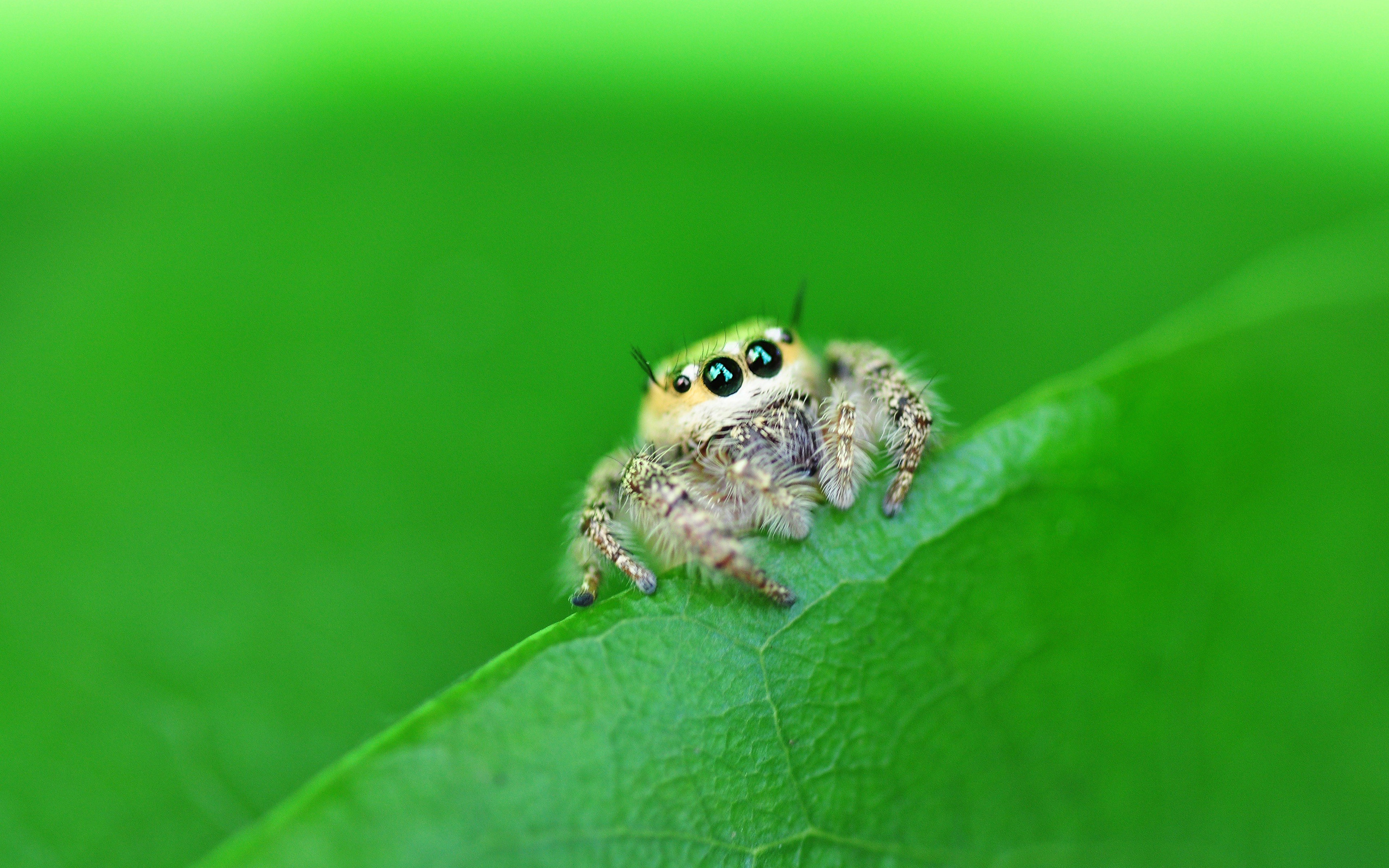 Jumping spider collection, Colorful spiders, Rapid movement, Wallpaper material, 2560x1600 HD Desktop