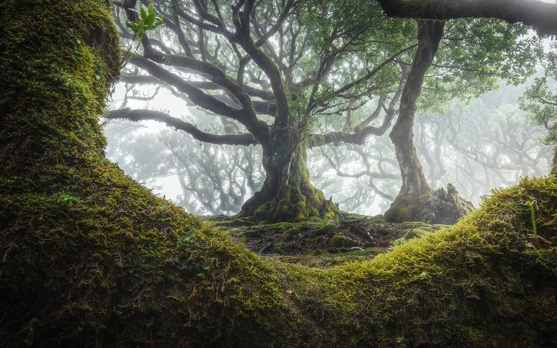 Madeira Travels, Enchanting forest, Portuguese oasis, Aesthetic delight, 1920x1200 HD Desktop