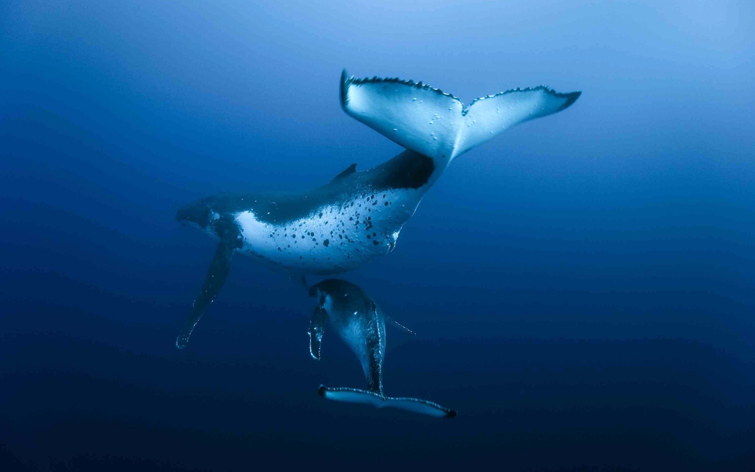Ocean whale wallpapers, Marine mammal, Ocean life, Whale photography, 2560x1600 HD Desktop