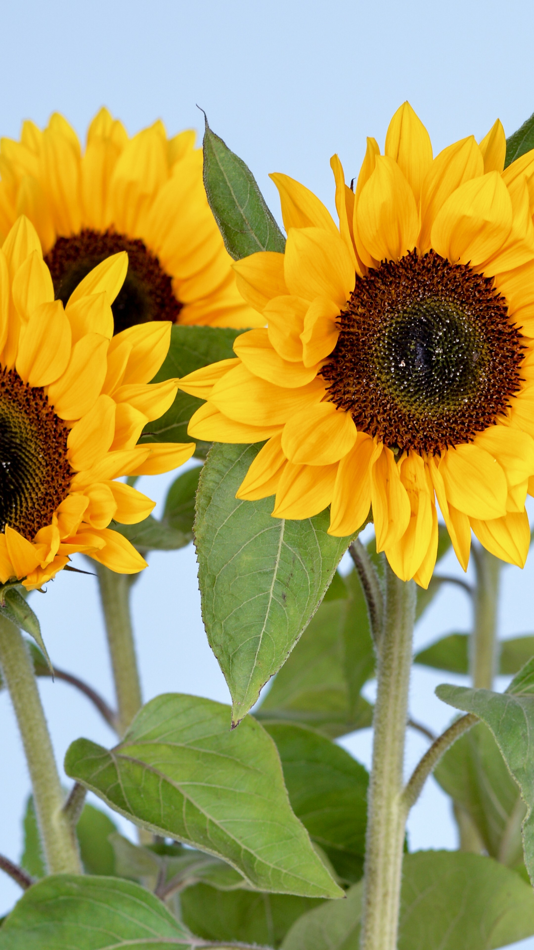 Sunflower: Wild Helianthus annuus is a widely branched annual plant with many flower heads. 2160x3840 4K Background.