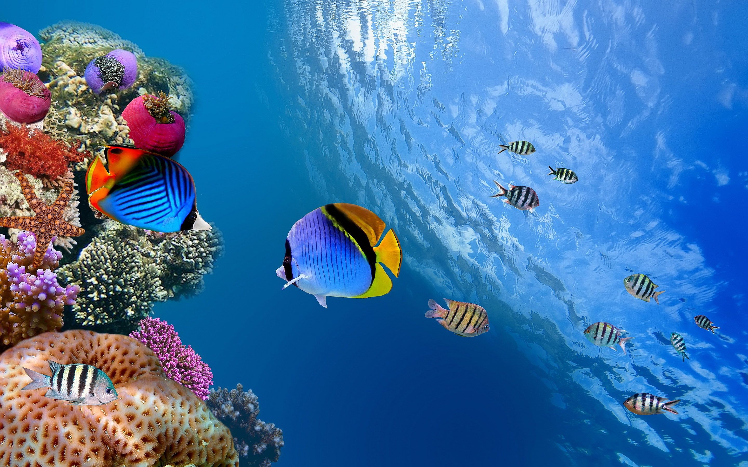 Lined Butterflyfish, Aquarium Wallpaper, 2880x1800 HD Desktop