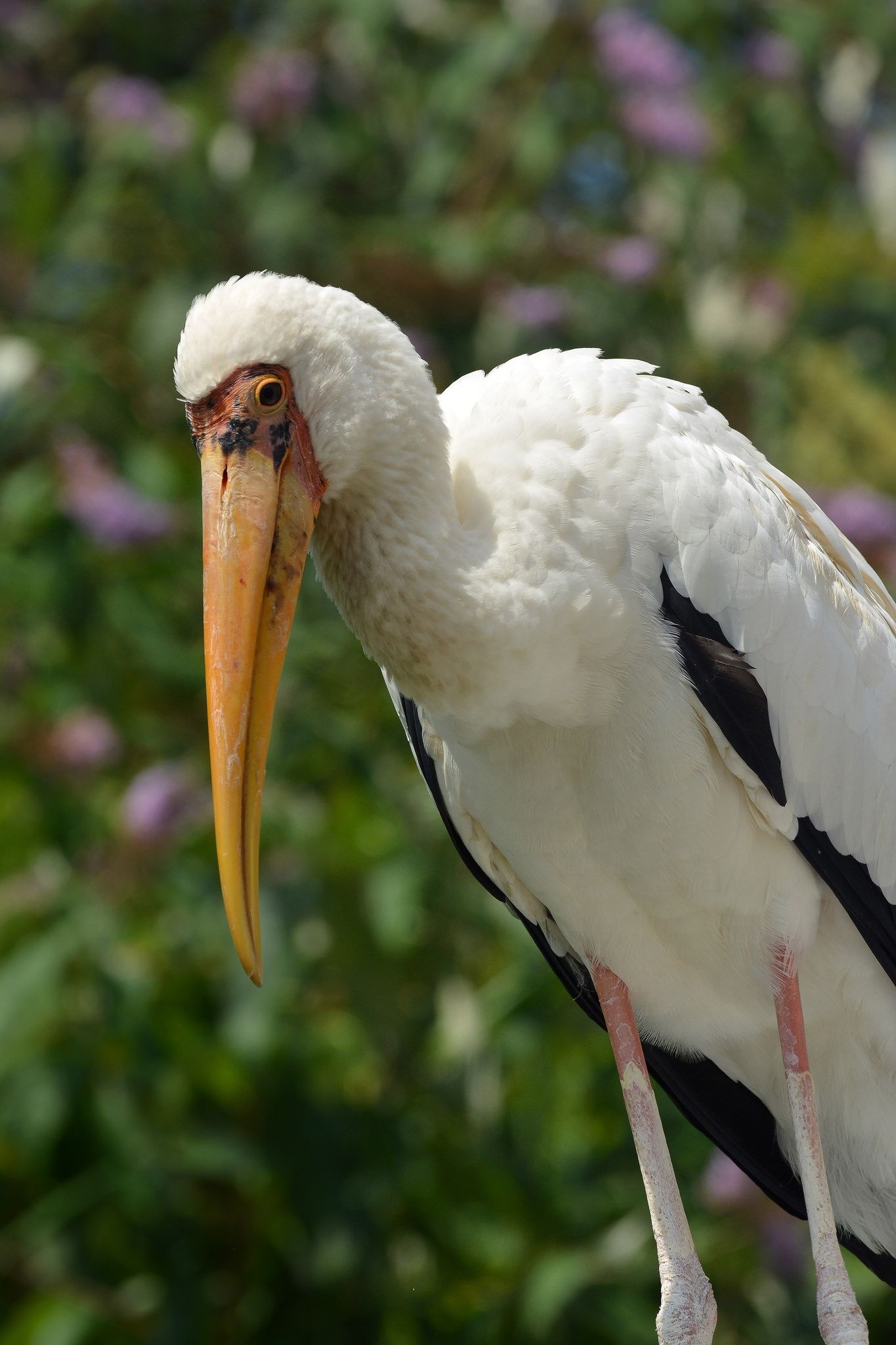 Milky stork, Unique animal, Stork species, Exotic bird, 1370x2050 HD Phone