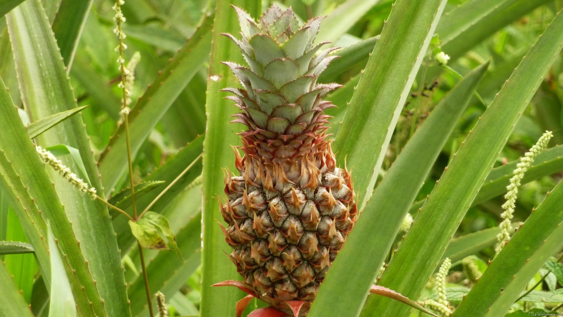 Pineapple: Ananas, Grow as a small shrub. 2140x1200 HD Background.