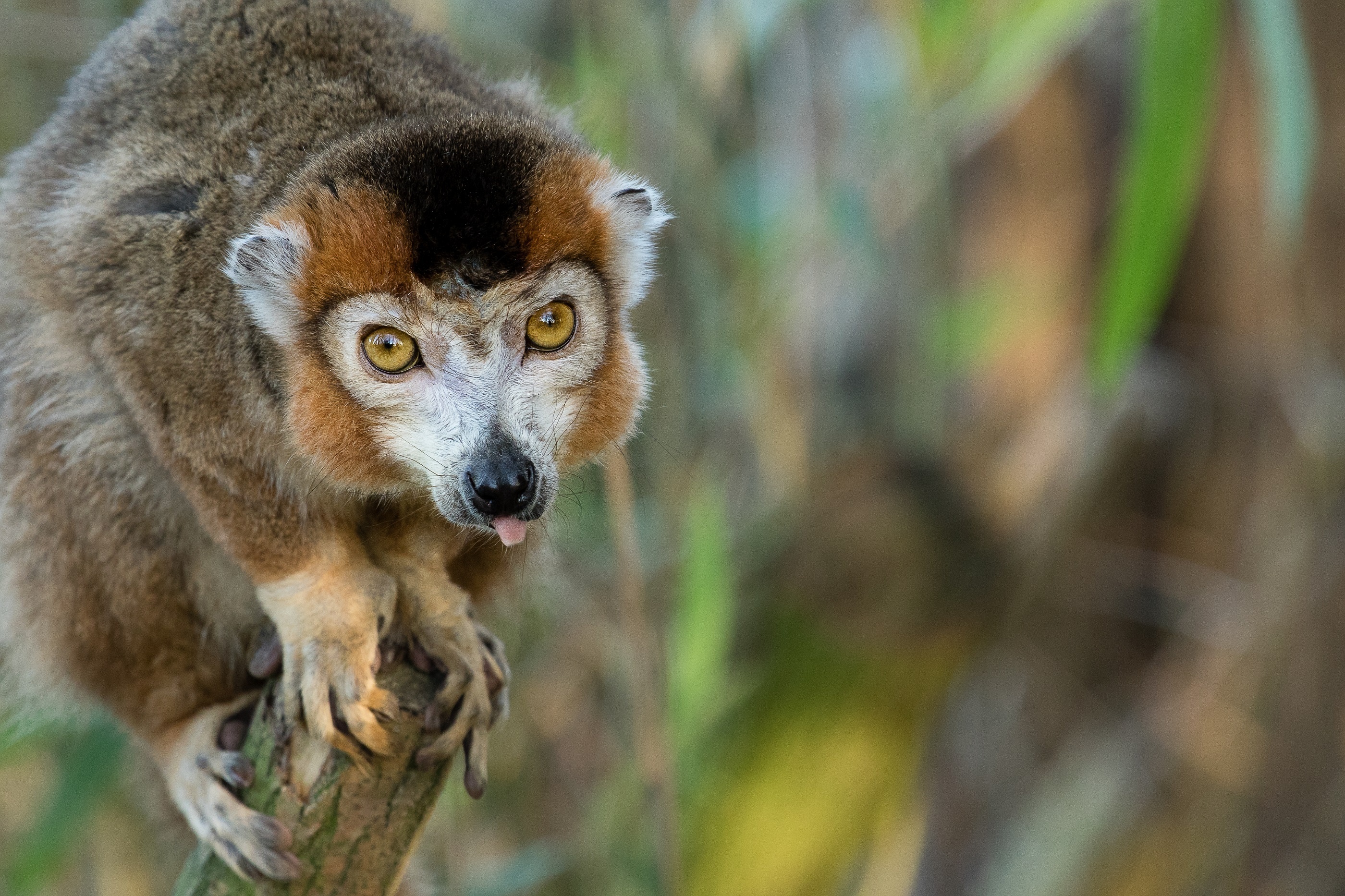 Crowned lemur, Jungle royalty, Majestic creature, Regal presence, 2800x1870 HD Desktop
