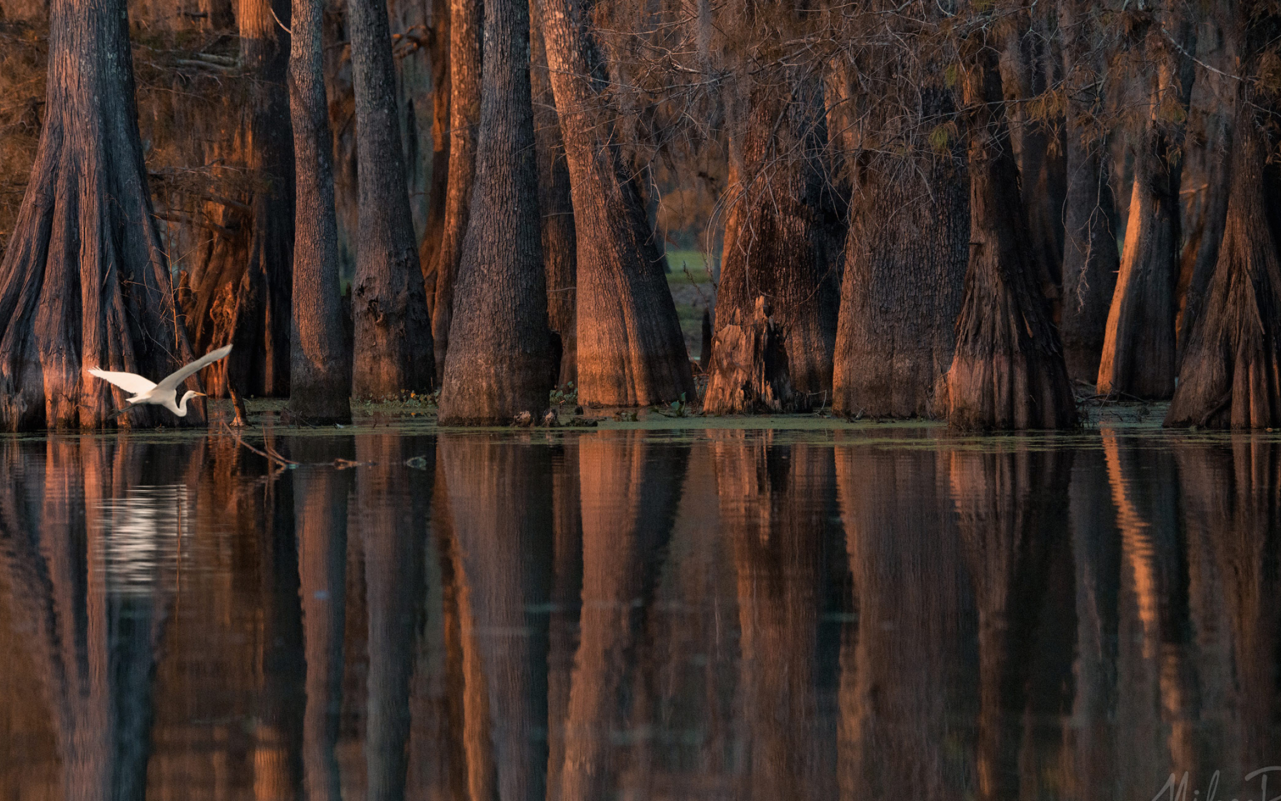 Great egret, Bald cypress, Tupelo trees, Louisiana, 2560x1600 HD Desktop