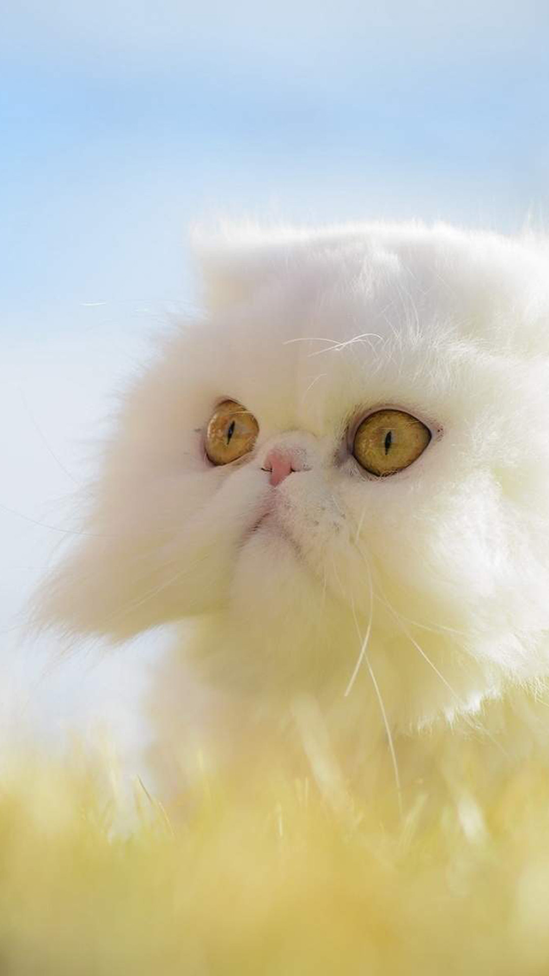 Exotic Shorthair Cat (Animals), Playful feline, Unique breed, Grassy backdrop, 1080x1920 Full HD Phone