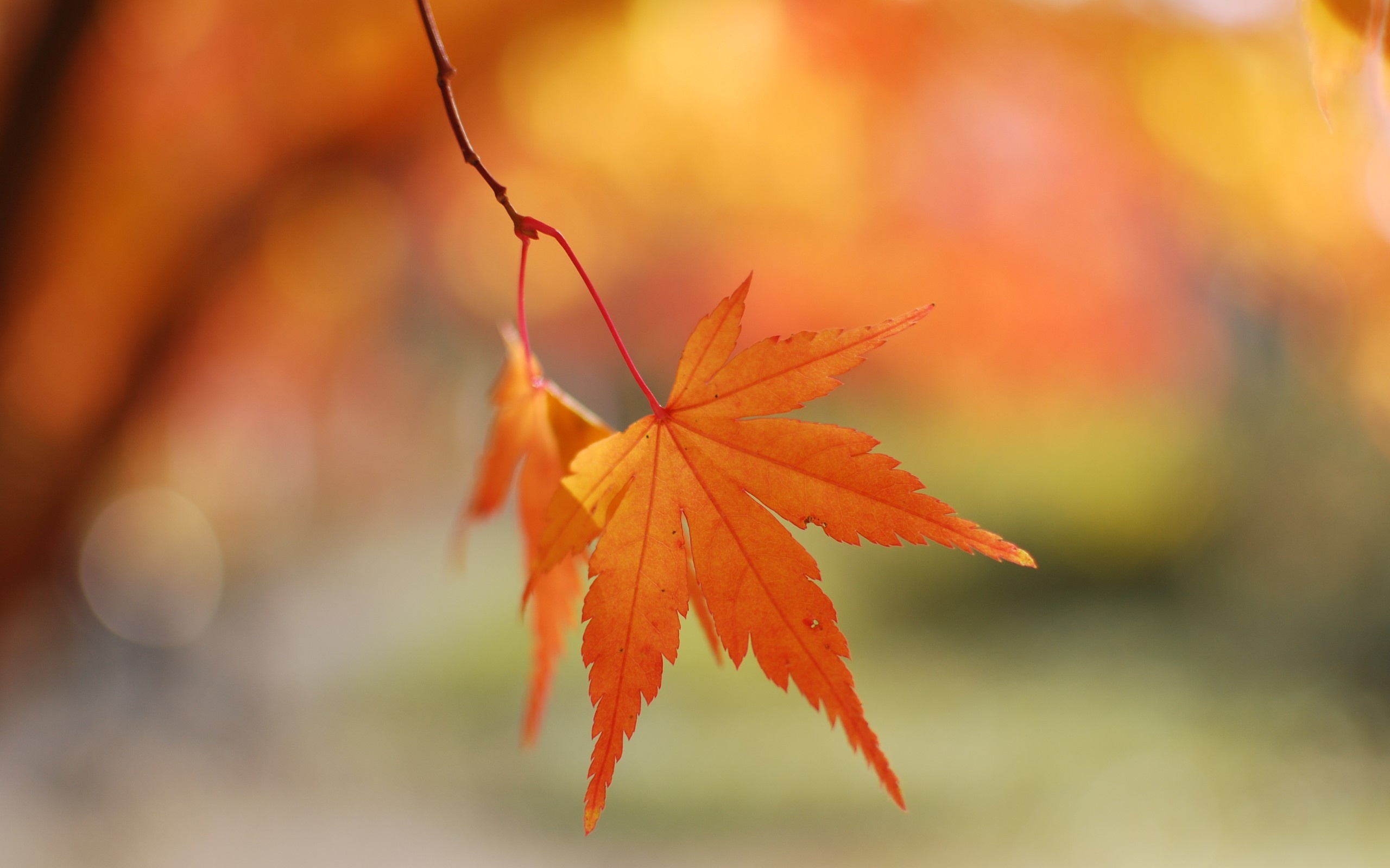 Autumn leaf, Depth of field, Colorful foliage, Nature's artistry, 2560x1600 HD Desktop