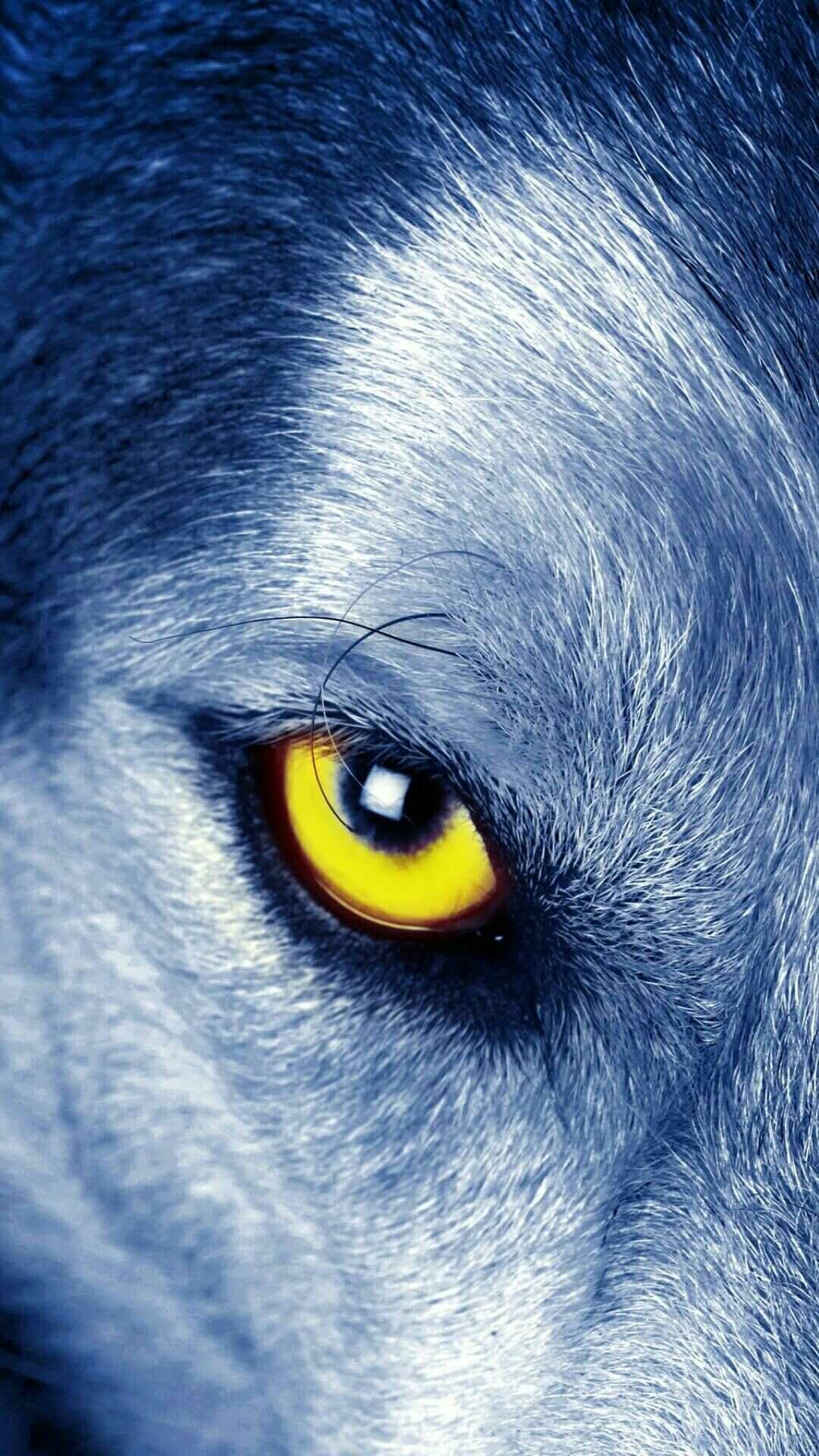 Wolf: Wolves are large, four-legged, carnivorous mammals. 1080x1920 Full HD Background.