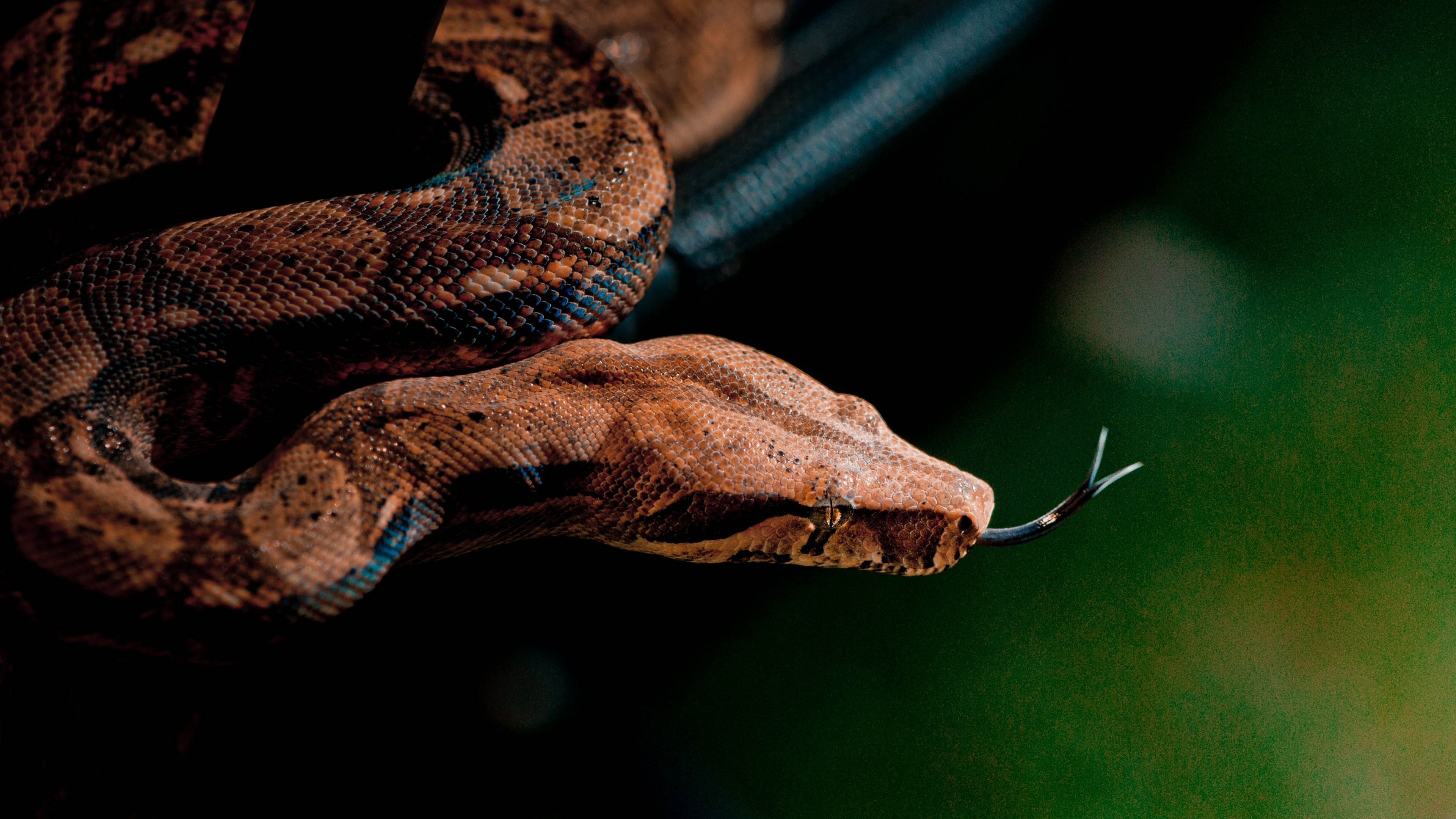 Boa Constrictor, Snake close up, Grey brown skin, Reptiles, 3840x2160 4K Desktop
