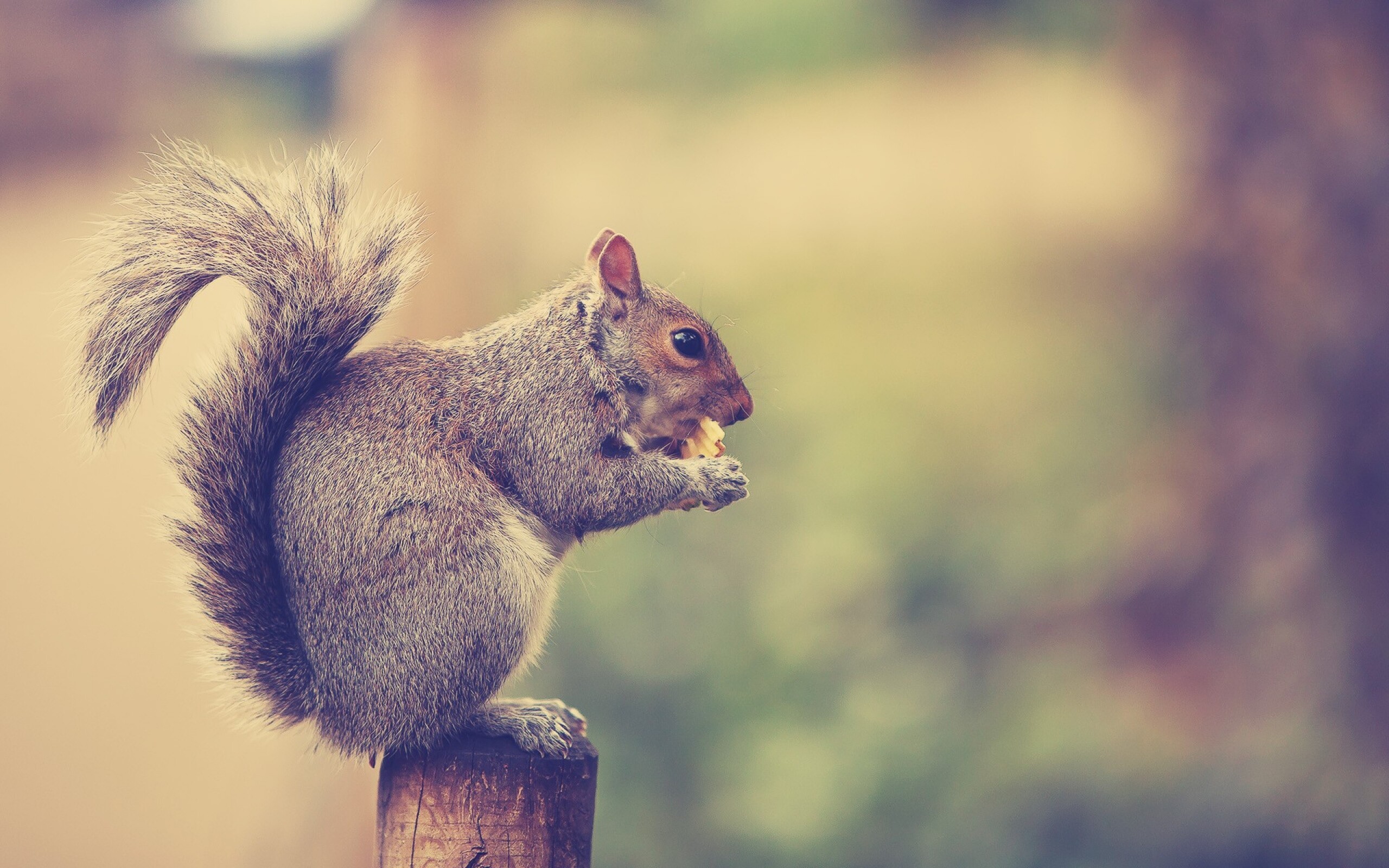 Squirrel: Sciurus carolinensis, Native to the eastern and midwestern United States. 2560x1600 HD Wallpaper.