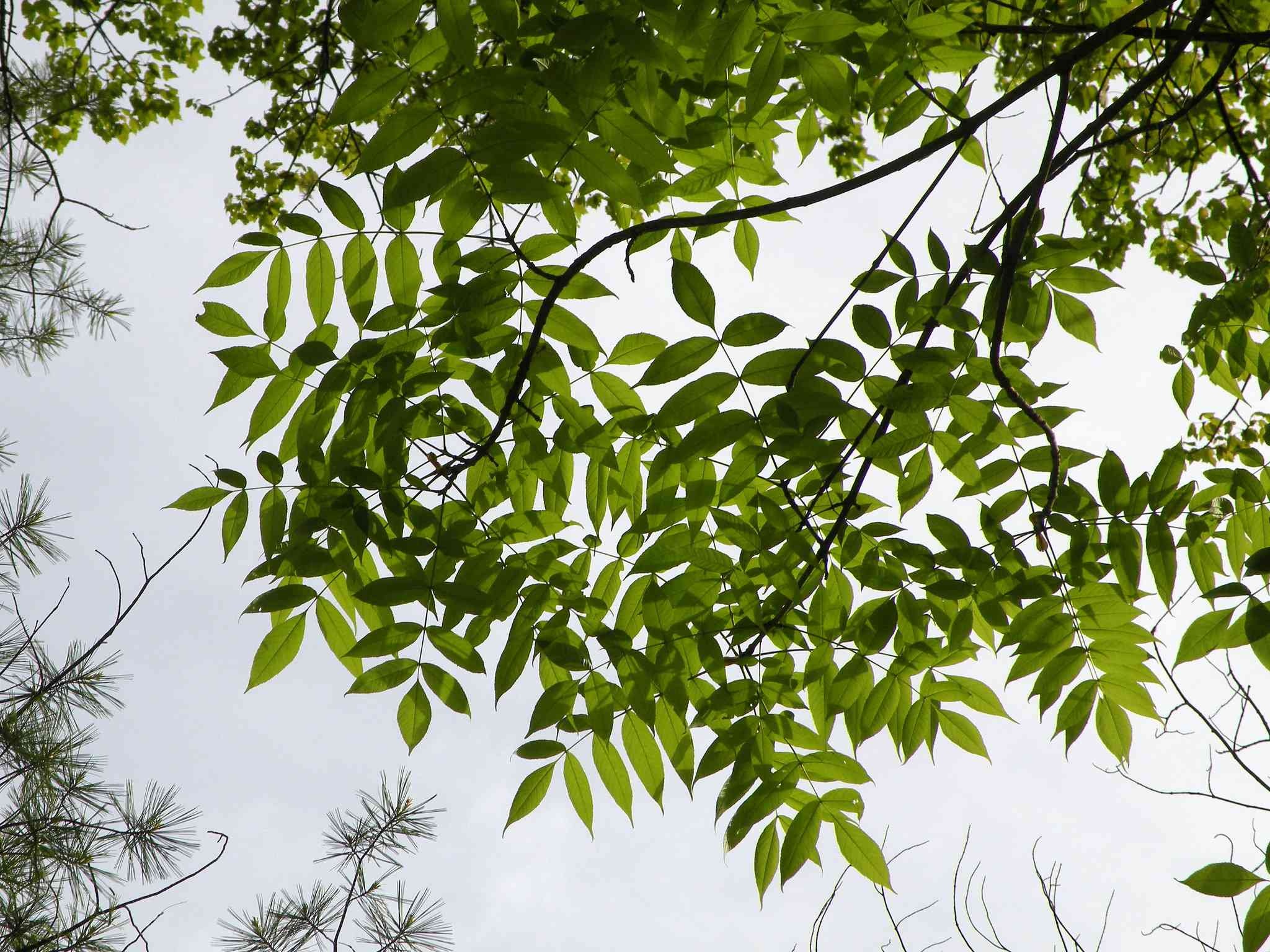 Mexican ash tree, Natural beauty, Exotic flora, Botanical wonder, 2050x1540 HD Desktop