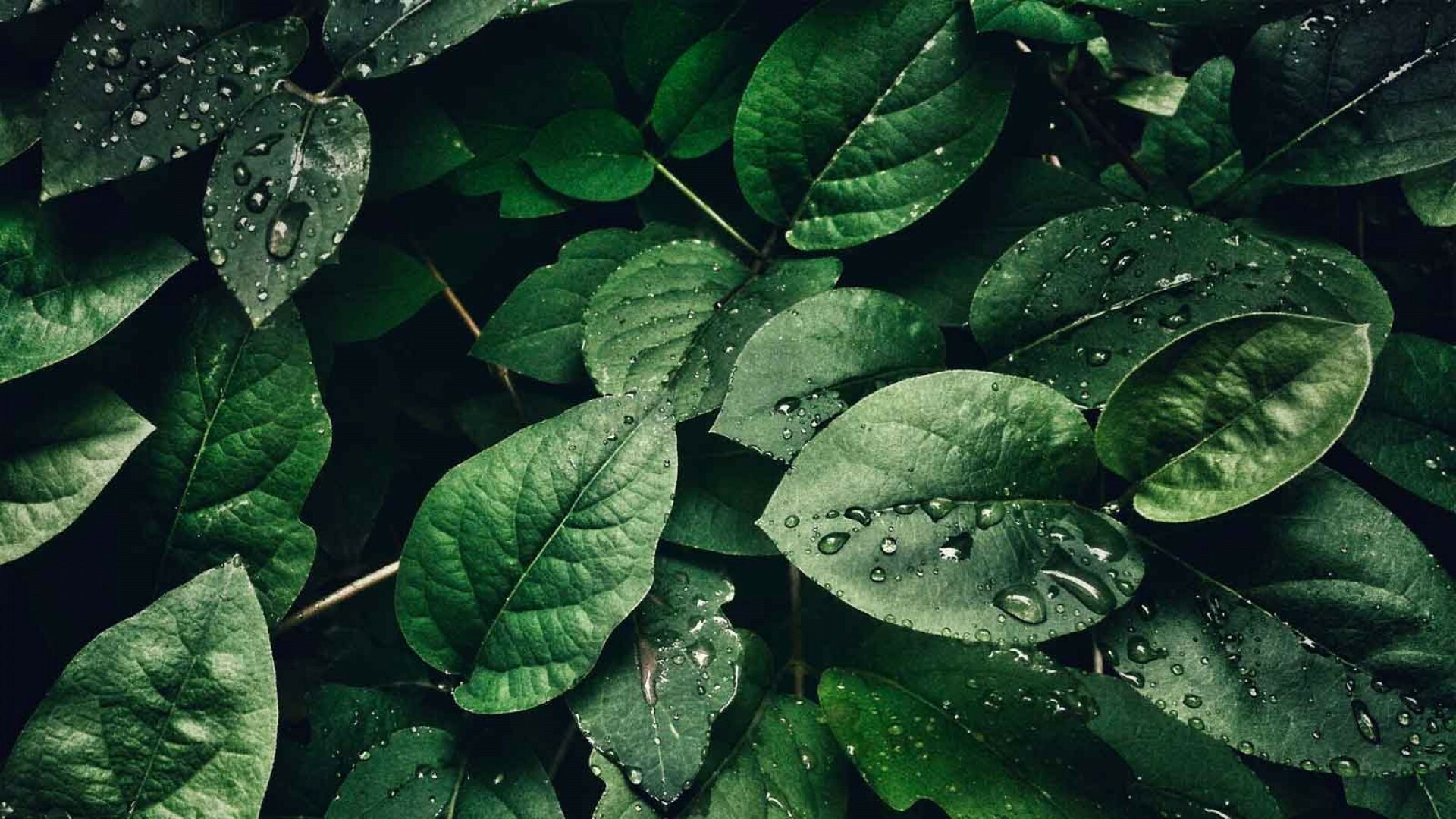 Leaf: The primary site of manufacture oxygen and glucose in the plant. 1920x1080 Full HD Background.