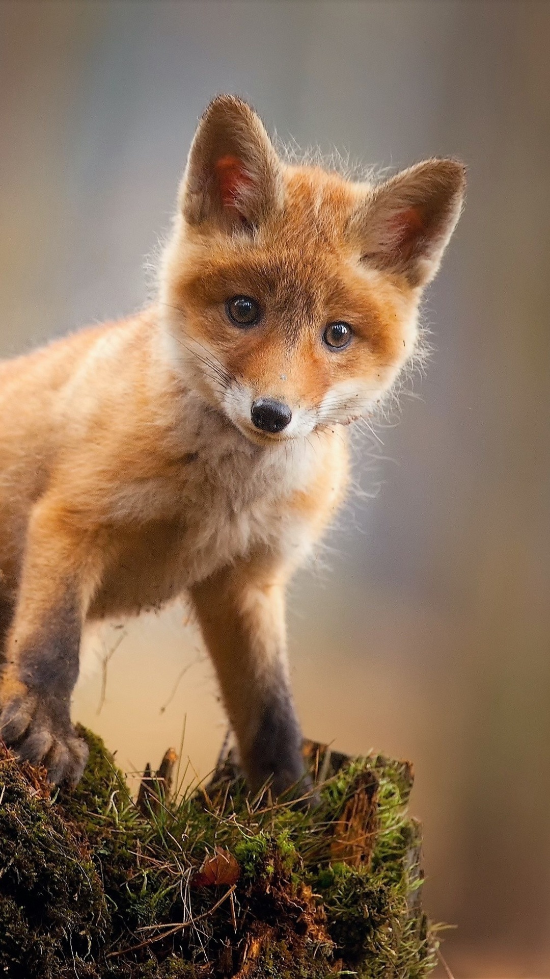 Baby Animal, Fox cub wallpaper, Cute and fluffy, High definition, 1080x1920 Full HD Phone