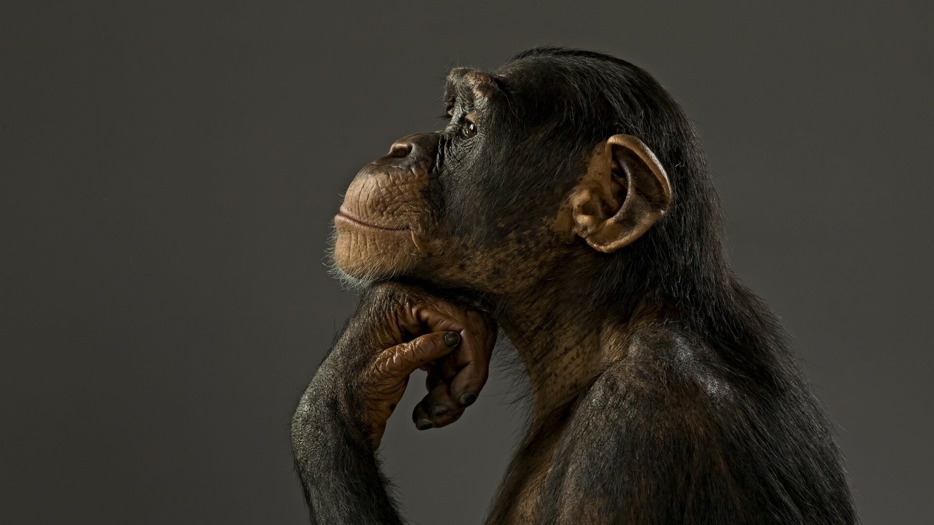 Ape: Chimpanzees are protected by national and international laws. 1920x1080 Full HD Wallpaper.