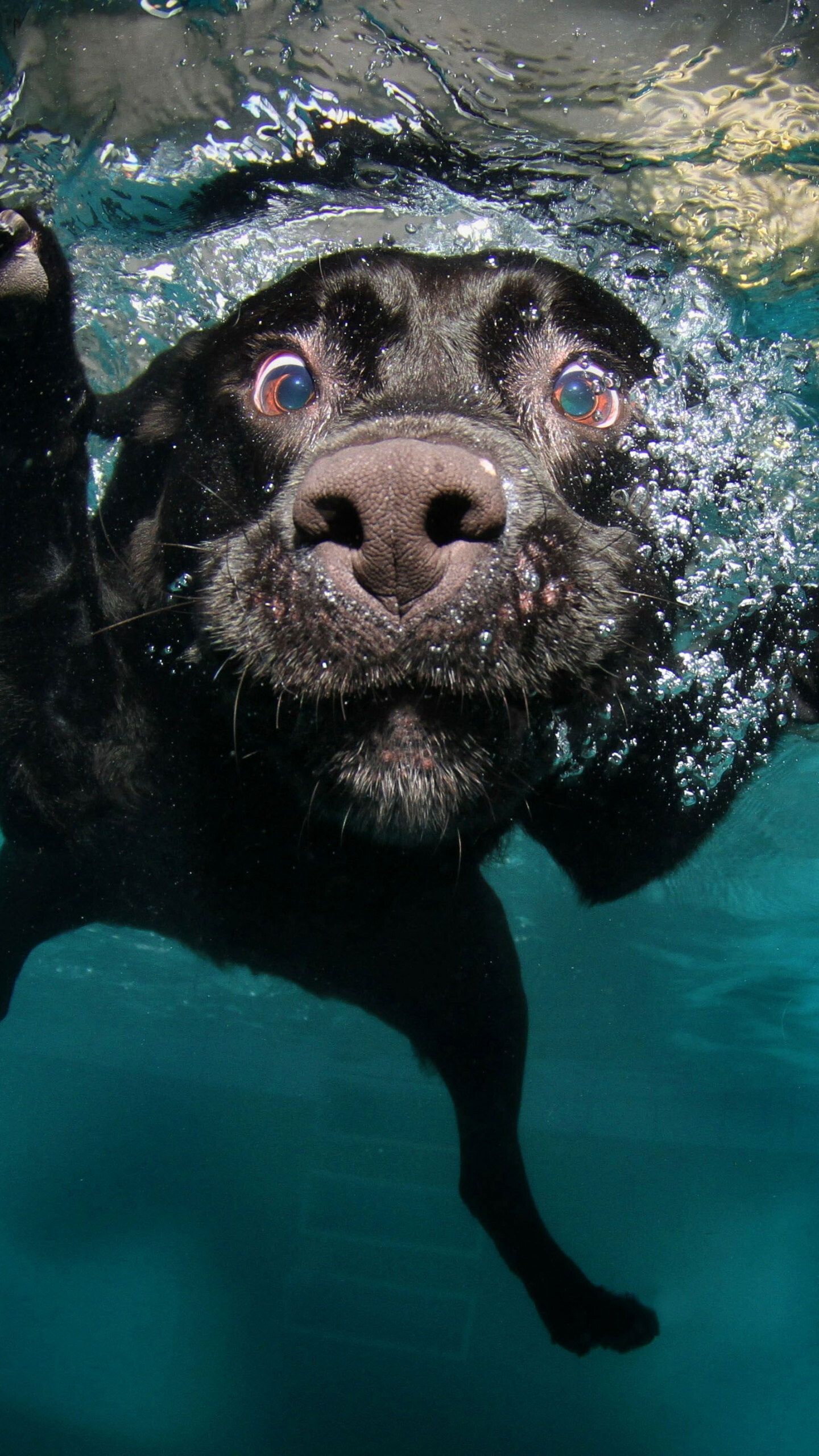 Labrador Retriever: Adult Black Dog Underwater, Funny Muzzle. 1440x2560 HD Background.