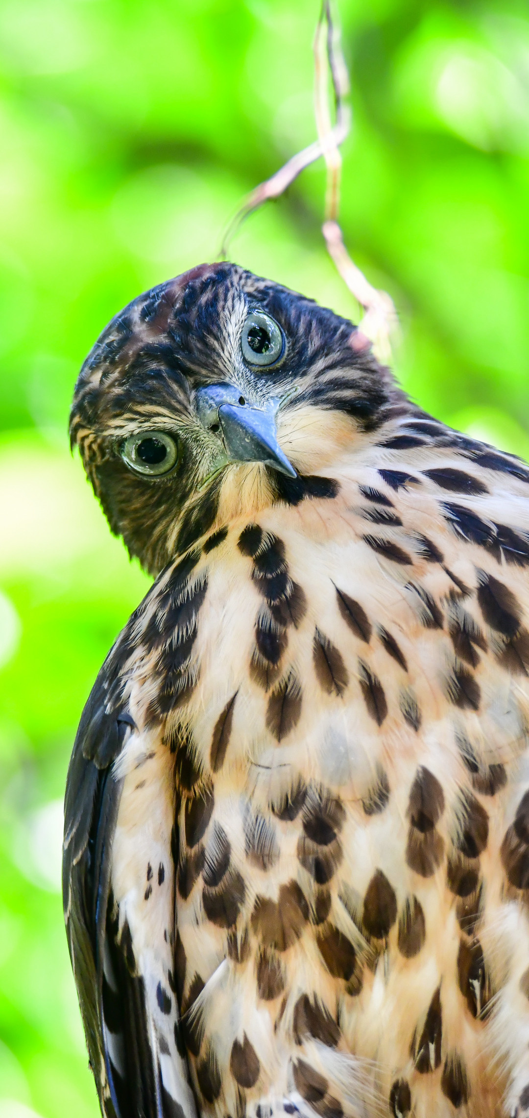 Bokeh hawk photography, Predator's stare, Beautiful birds, 1080x2280 HD Phone