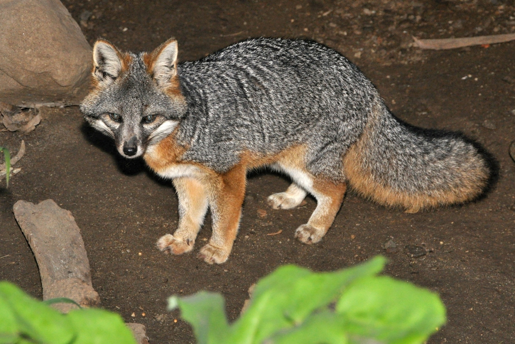 Gray Fox: An omnivorous, solitary hunter, Frequently preys on the eastern cottontail. 2100x1410 HD Wallpaper.