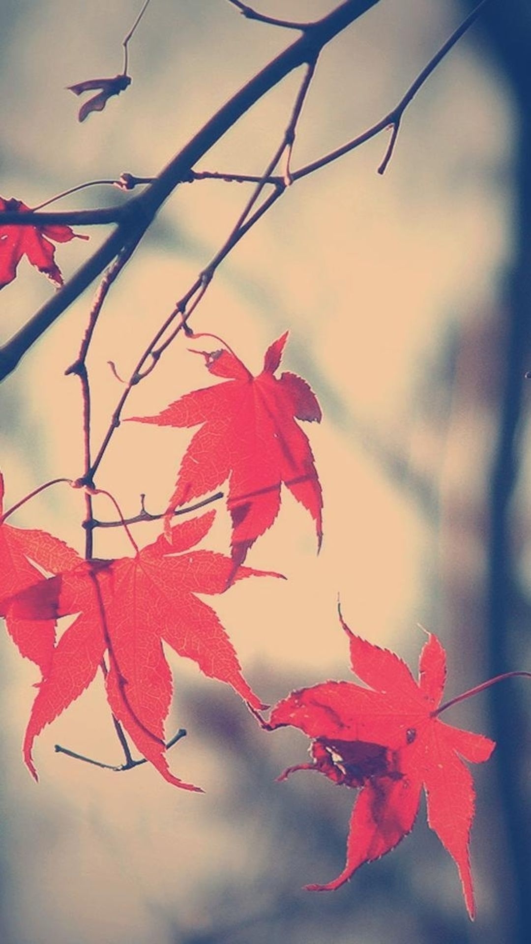 Maple leaf branch, Autumn romance, Whispers of love, Nature's embrace, 1080x1920 Full HD Phone