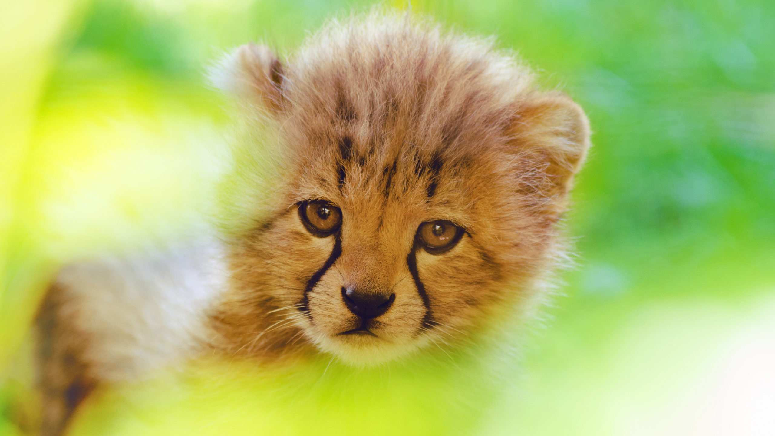 Cheetah cubs, Adorable faces, Playful innocence, Captivating stripes, 2560x1440 HD Desktop