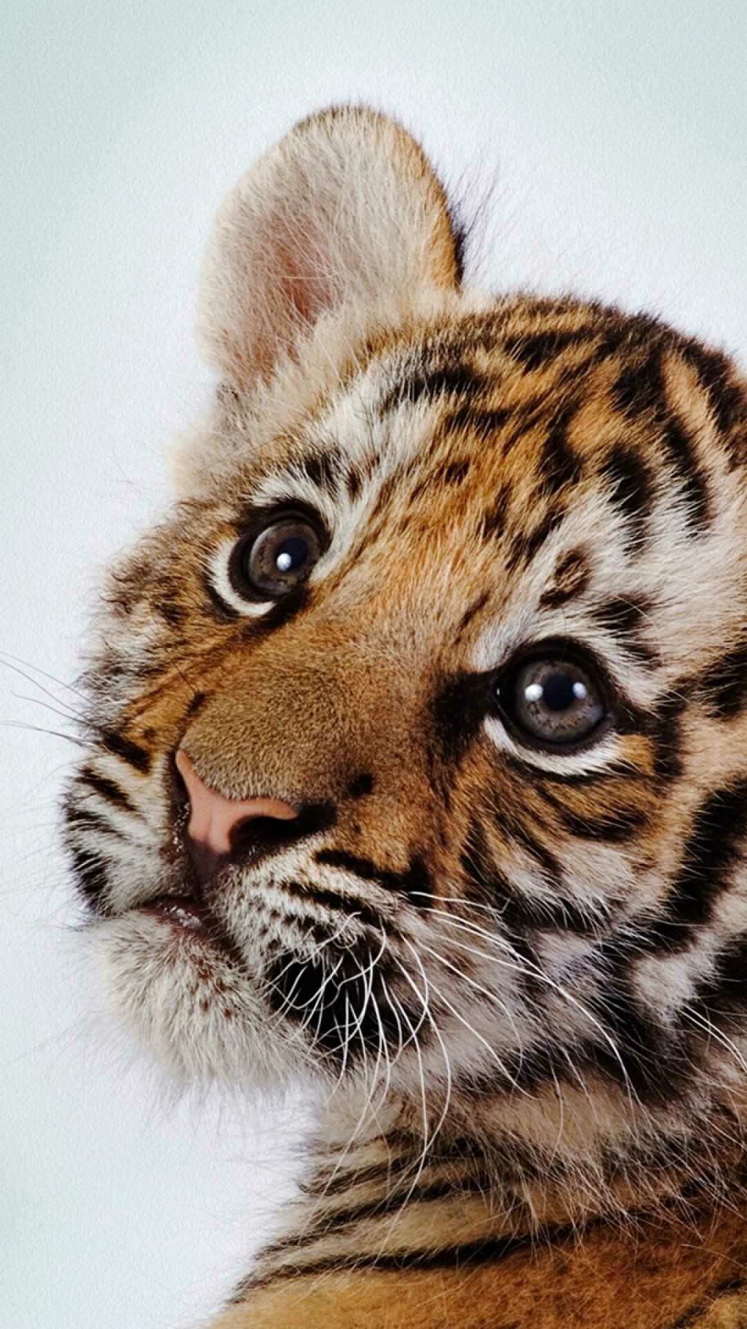 Baby Tiger Wallpaper, Adorable charm, Playful innocence, Heartwarming image, 1080x1920 Full HD Phone