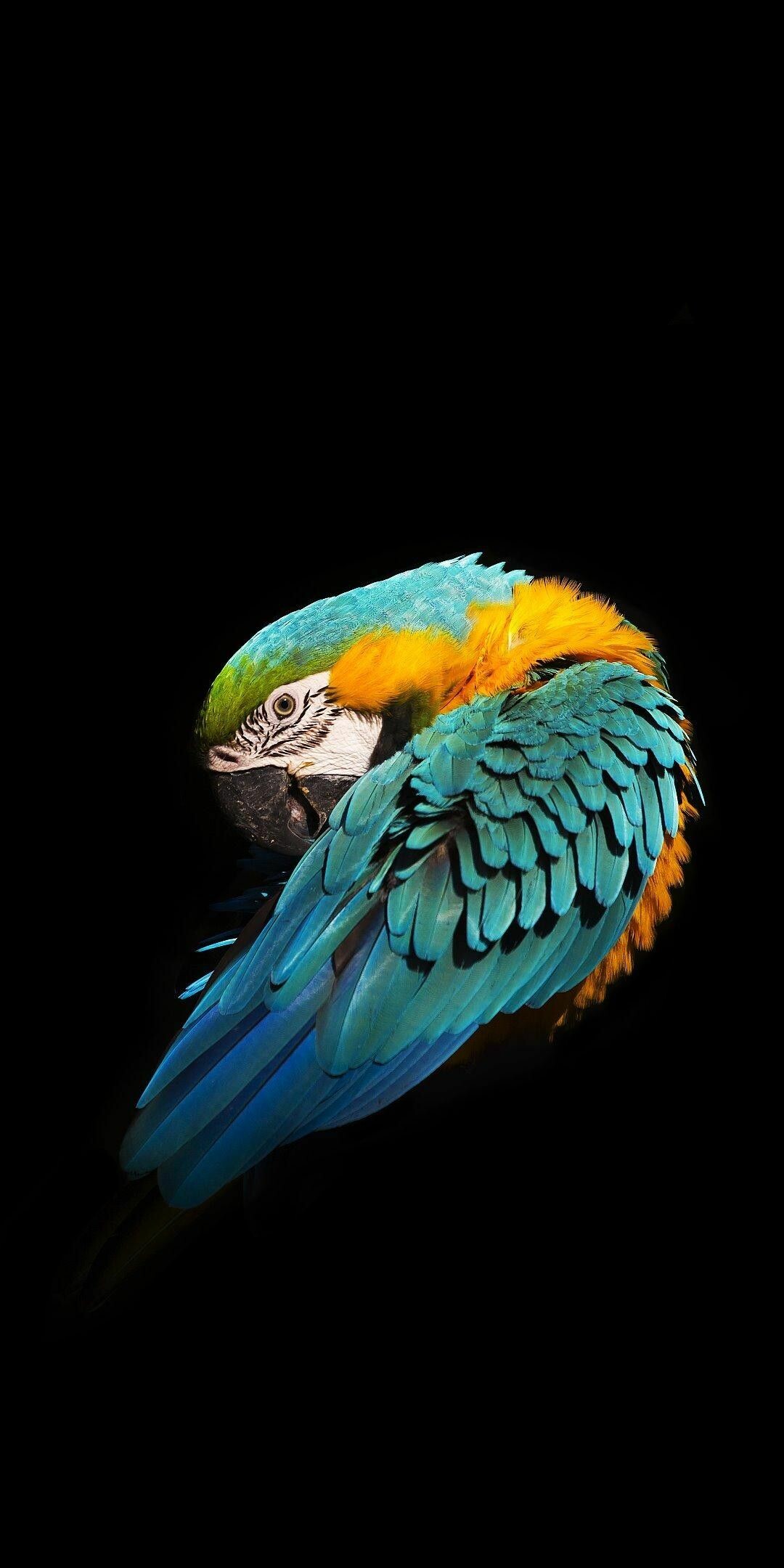 Bird: Blue-and-yellow macaw, Popular in aviculture because of their striking color, ability to talk. 1080x2160 HD Background.