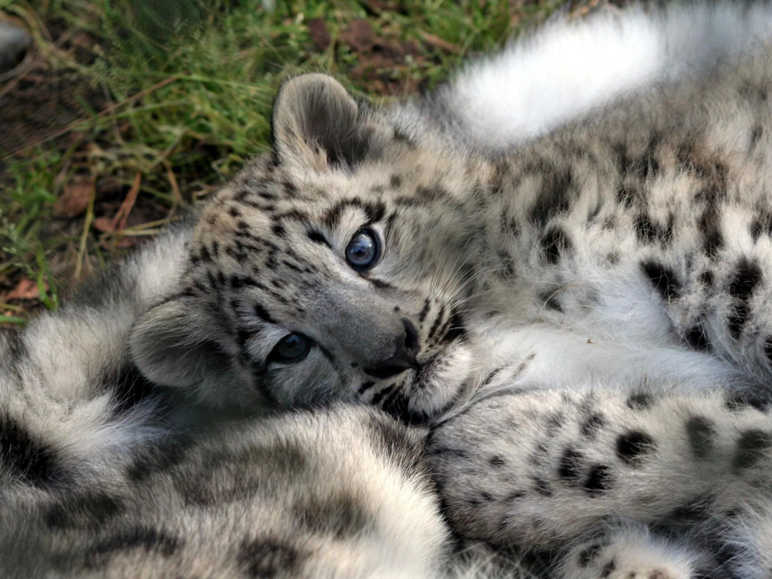 Snow Leopard, Baby wallpapers, Top free, 2560x1920 HD Desktop