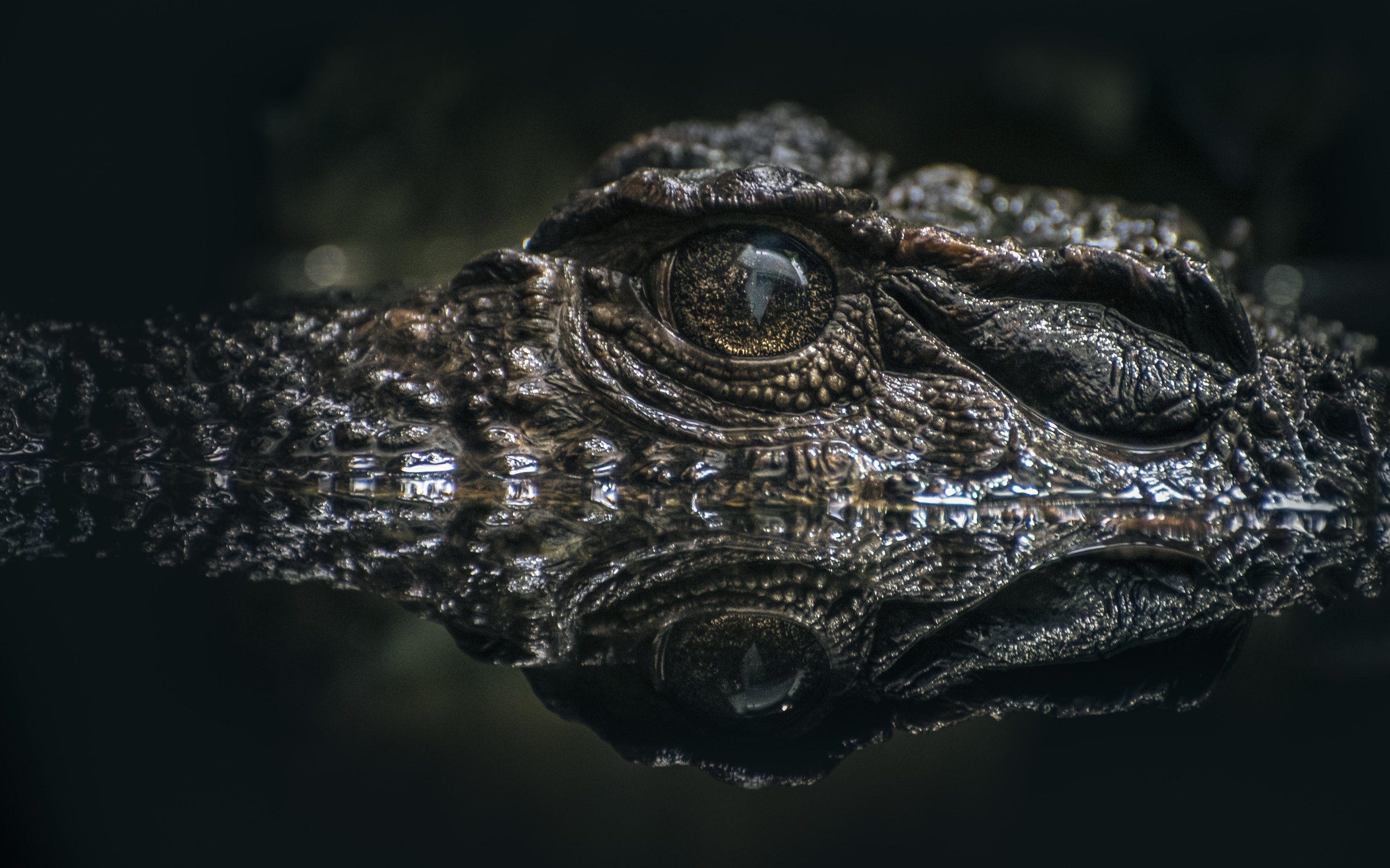Crocodile: Alligator, The genus Alligator of the family Alligatoridae. 2880x1800 HD Wallpaper.