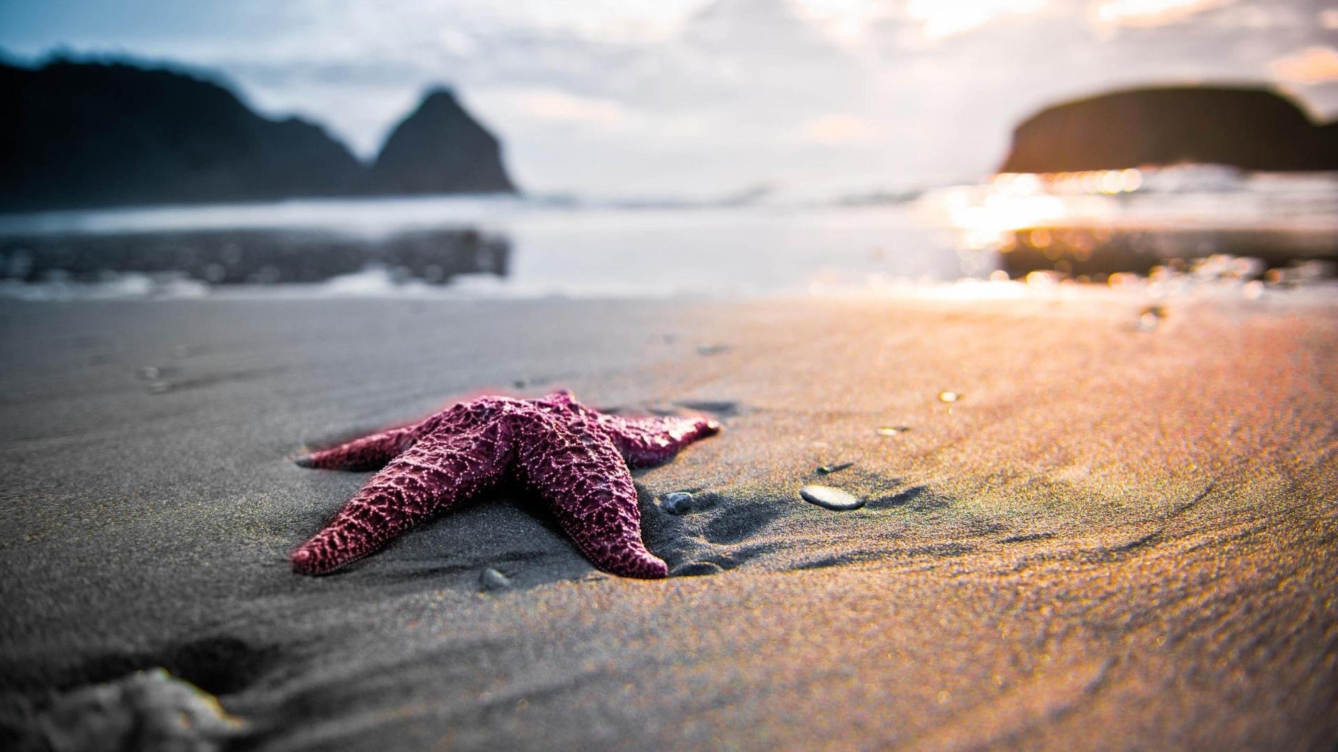 Sea Star: Ocean, Some species can have up to 40 arms, Shore, Coastal line. 1920x1080 Full HD Wallpaper.