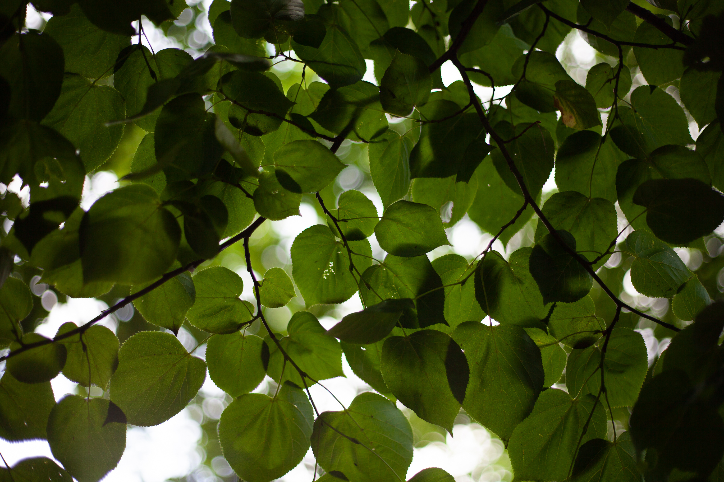 Linden Tree, lilanga la changa, photography, Nature, 2740x1830 HD Desktop
