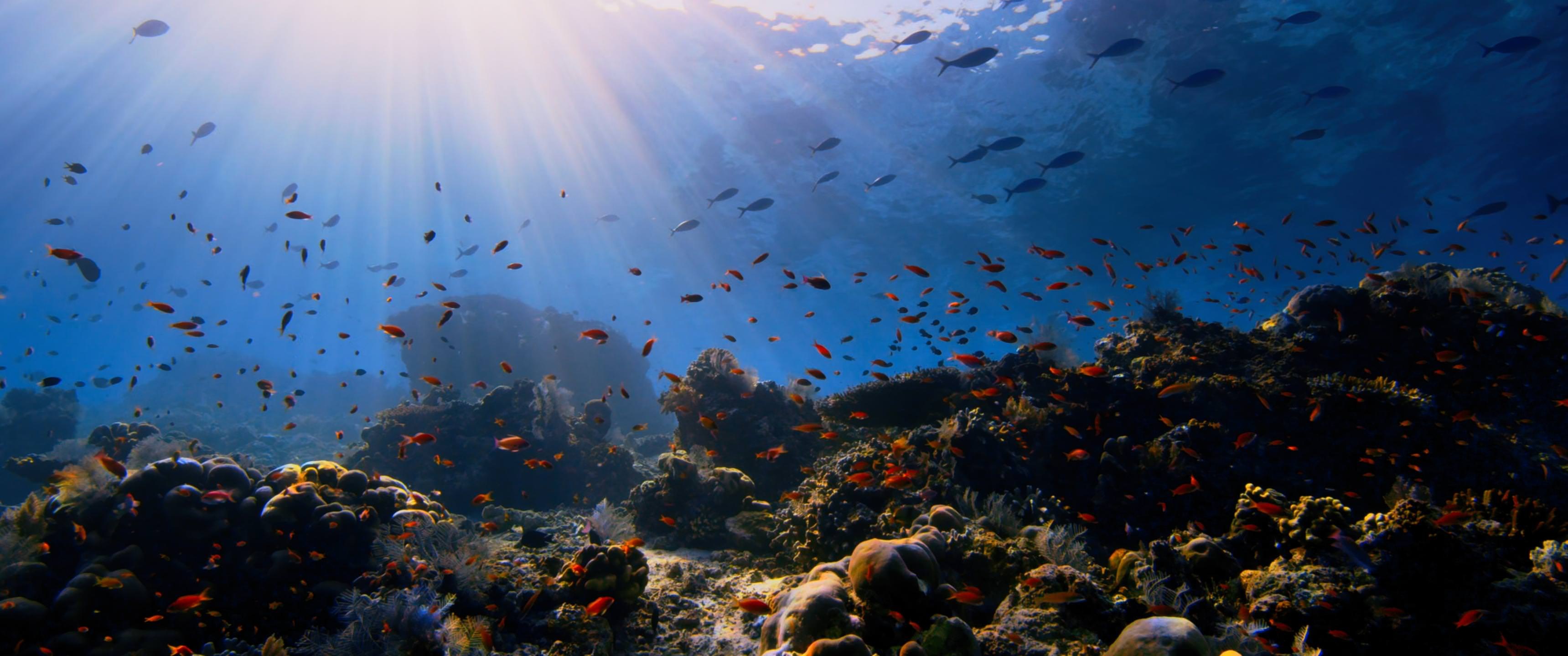 Coral Sea, Travels, Ocean, Nature, 3440x1440 Dual Screen Desktop