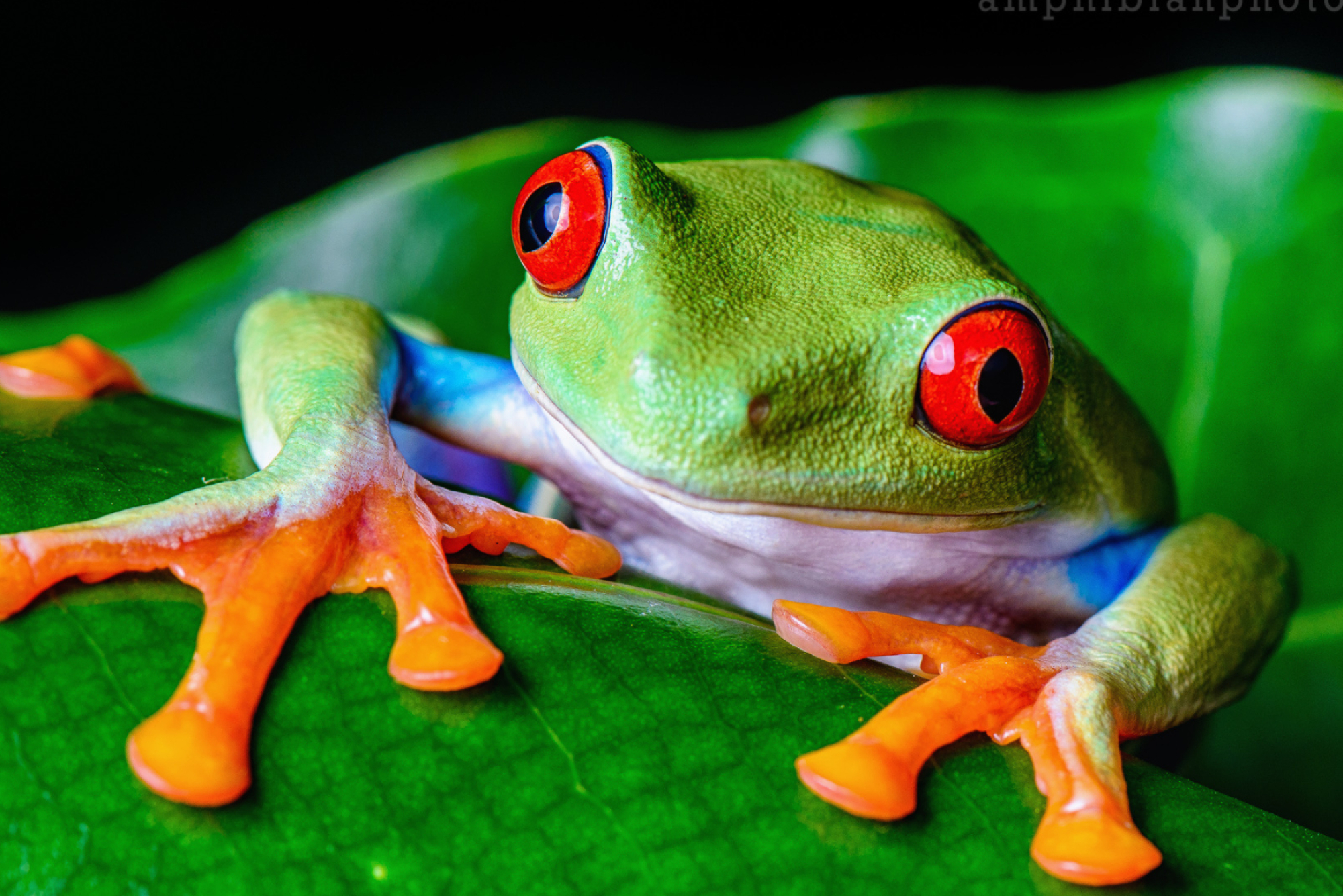 Red-Eyed Tree Frog wallpapers, High-quality images, Stunning photography, 4K resolution, 2000x1340 HD Desktop