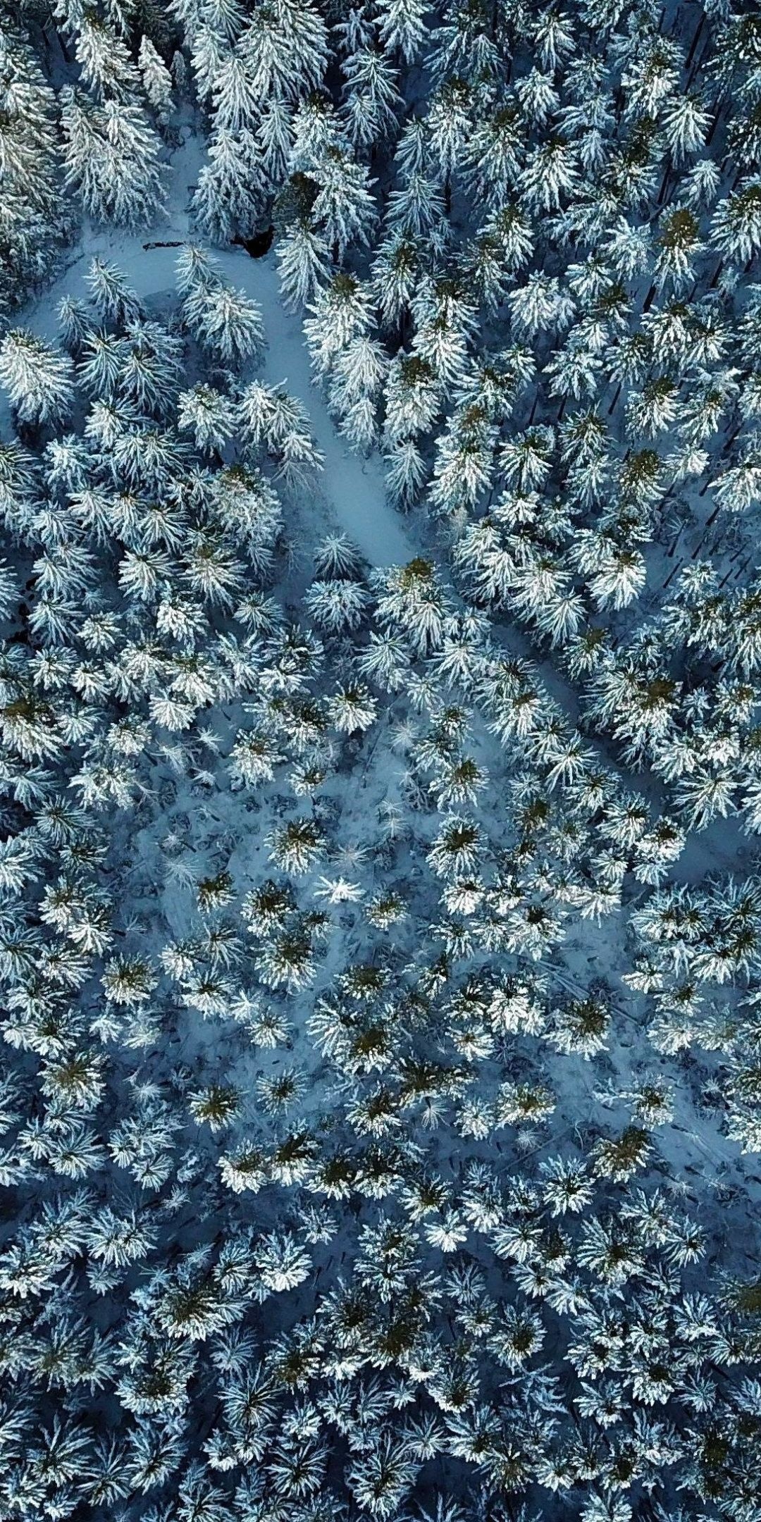 Pine Tree, Winter backgrounds, 1080x2160 HD Phone