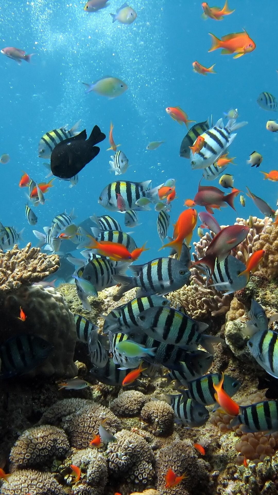 Great Barrier Reef: Reef-building corals, Underwater life, Ocean. 1080x1920 Full HD Wallpaper.