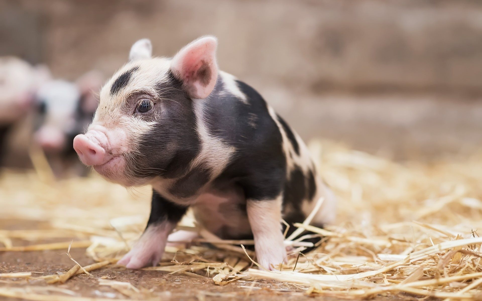 Chubby little piggy, High-quality animal wallpapers, Pink farm animals, Cute piggy pictures, 1920x1200 HD Desktop