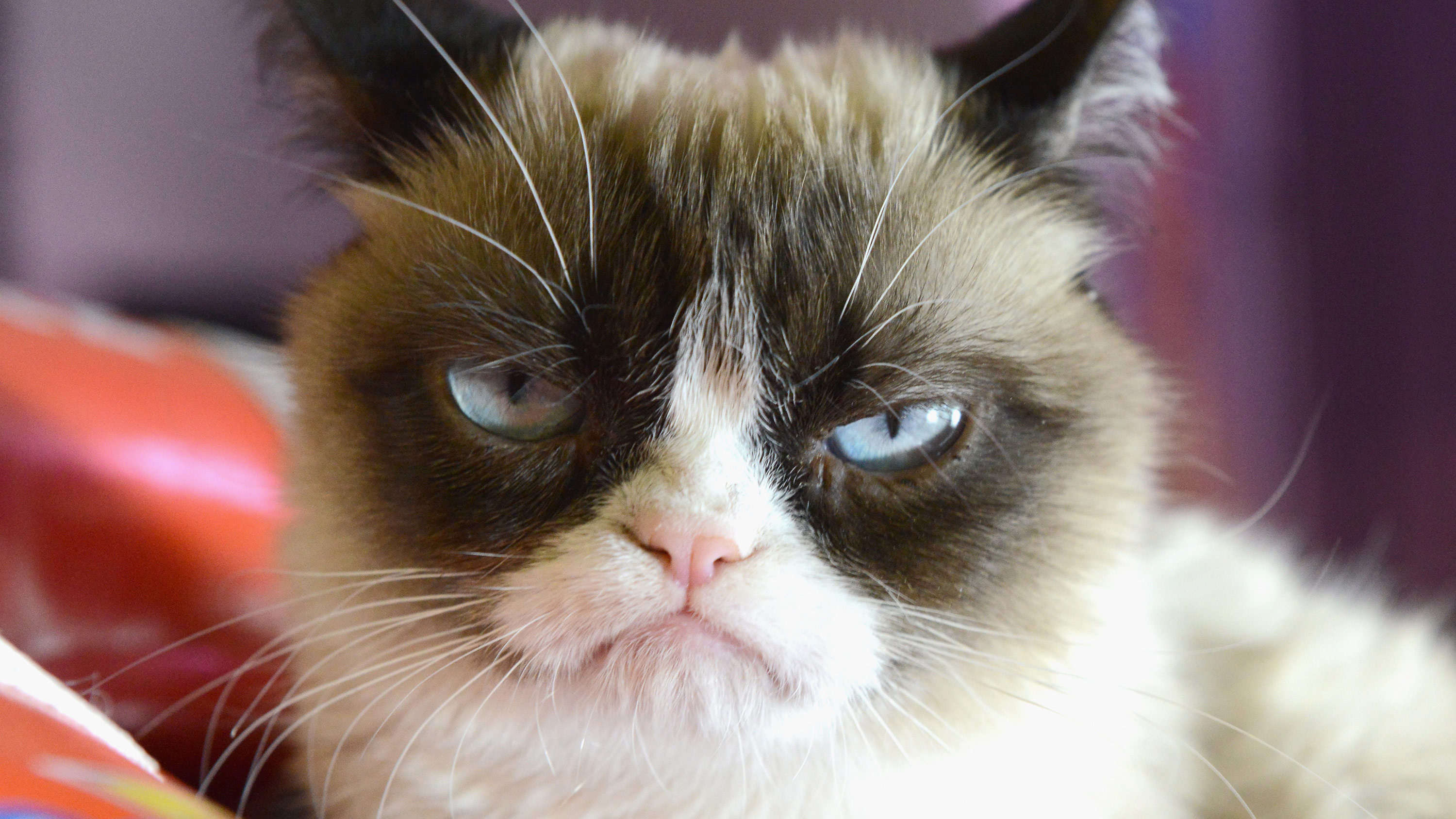 Grumpy Cat, Internet sensation, Passes away, CNN video, 3000x1690 HD Desktop