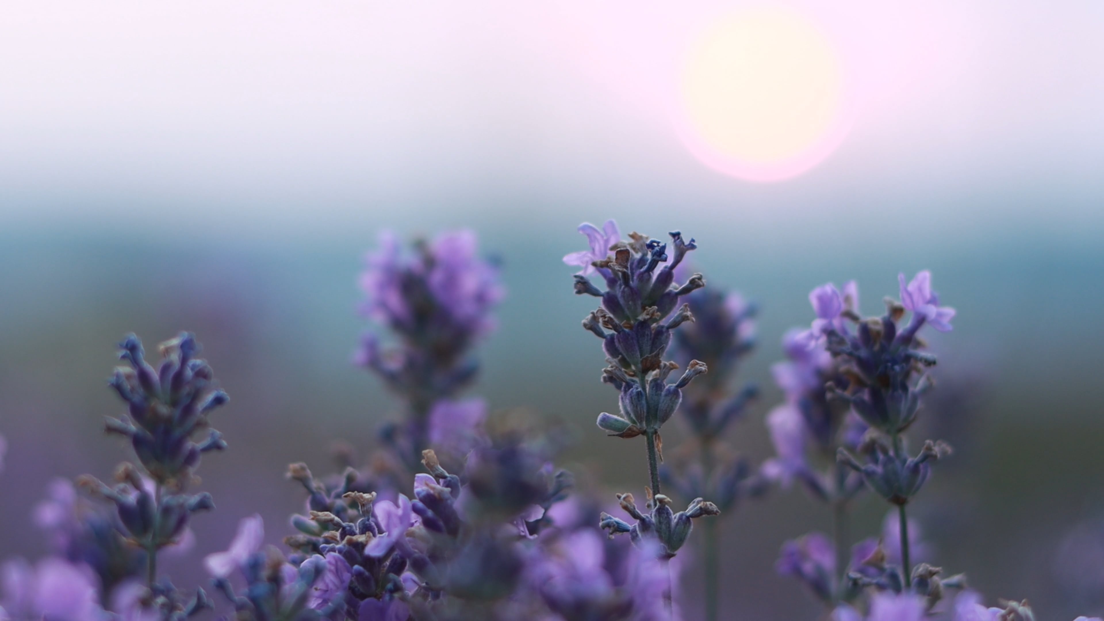 Close-up footage, Captivating lavender, Nature's details, Stunning visuals, 3840x2160 4K Desktop