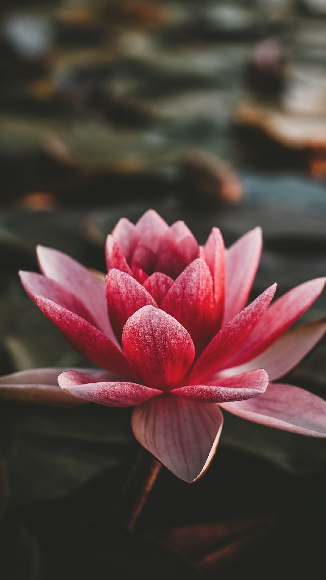 Pink lotus flowers, Portrait photography, Stunning bloom, Captivating visuals, 1080x1920 Full HD Phone
